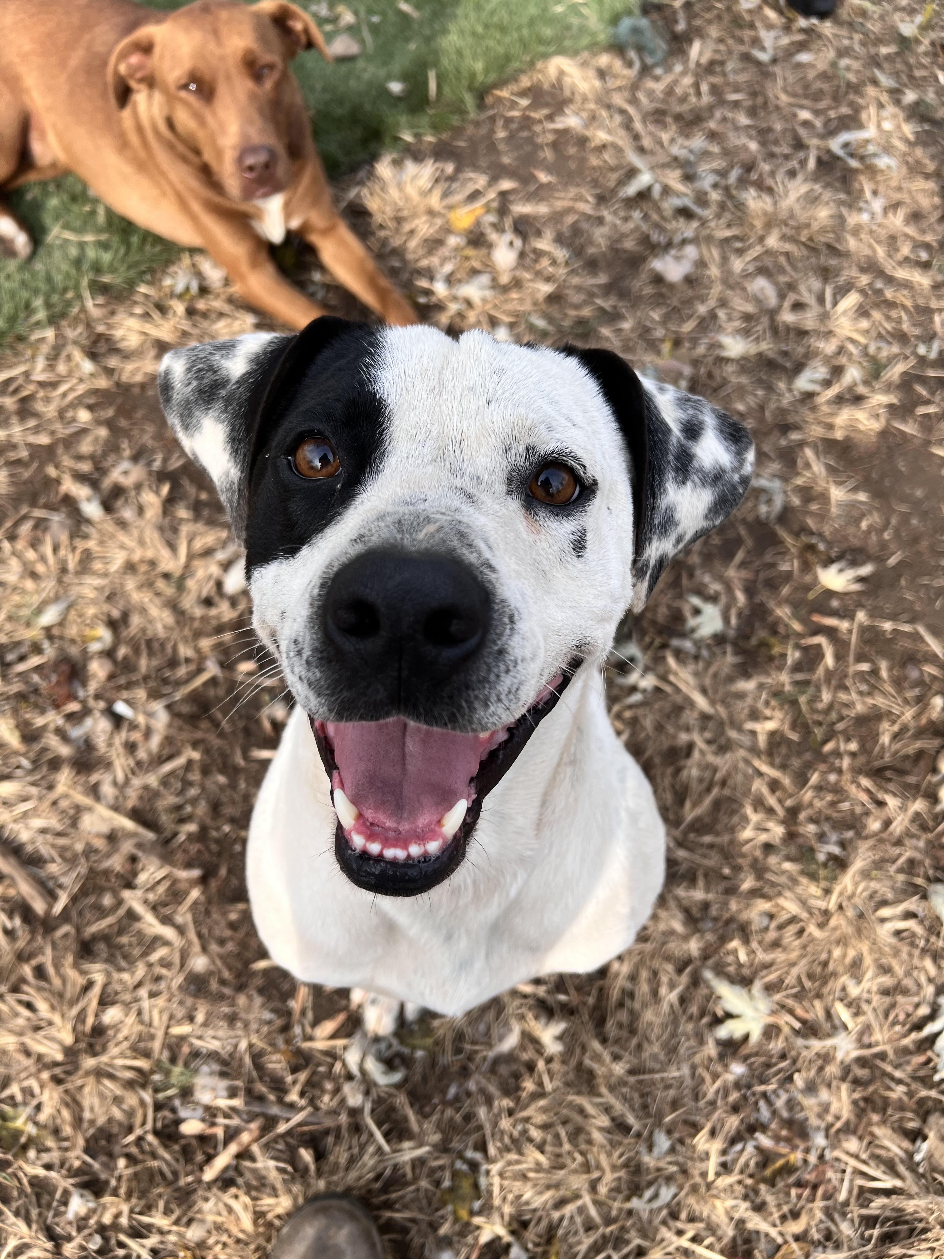 Enlarge Sal, a Adoptable mixed breed in Tracy City , TN image 2/3