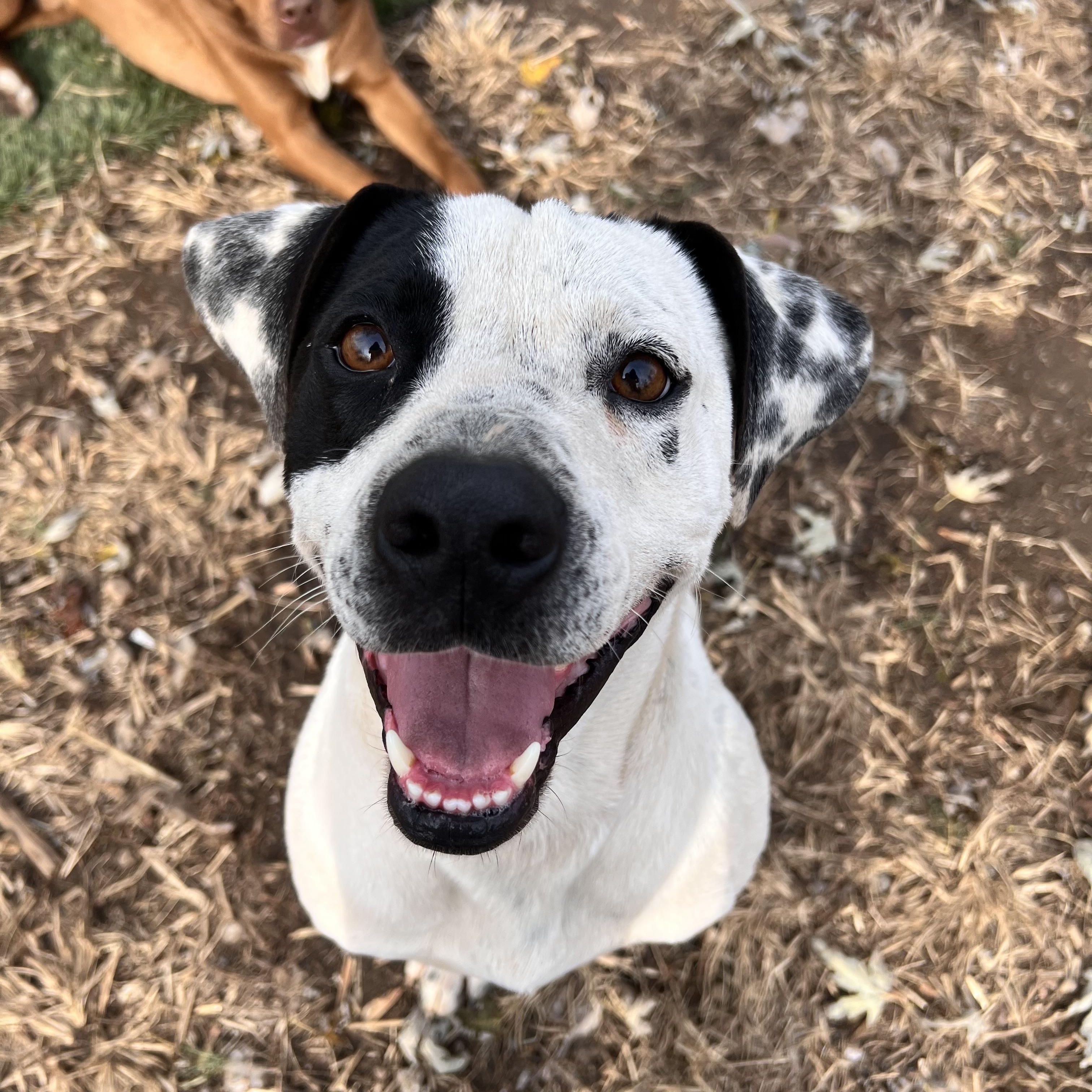 Enlarge Sal, a Adoptable mixed breed in Tracy City , TN image 2/3