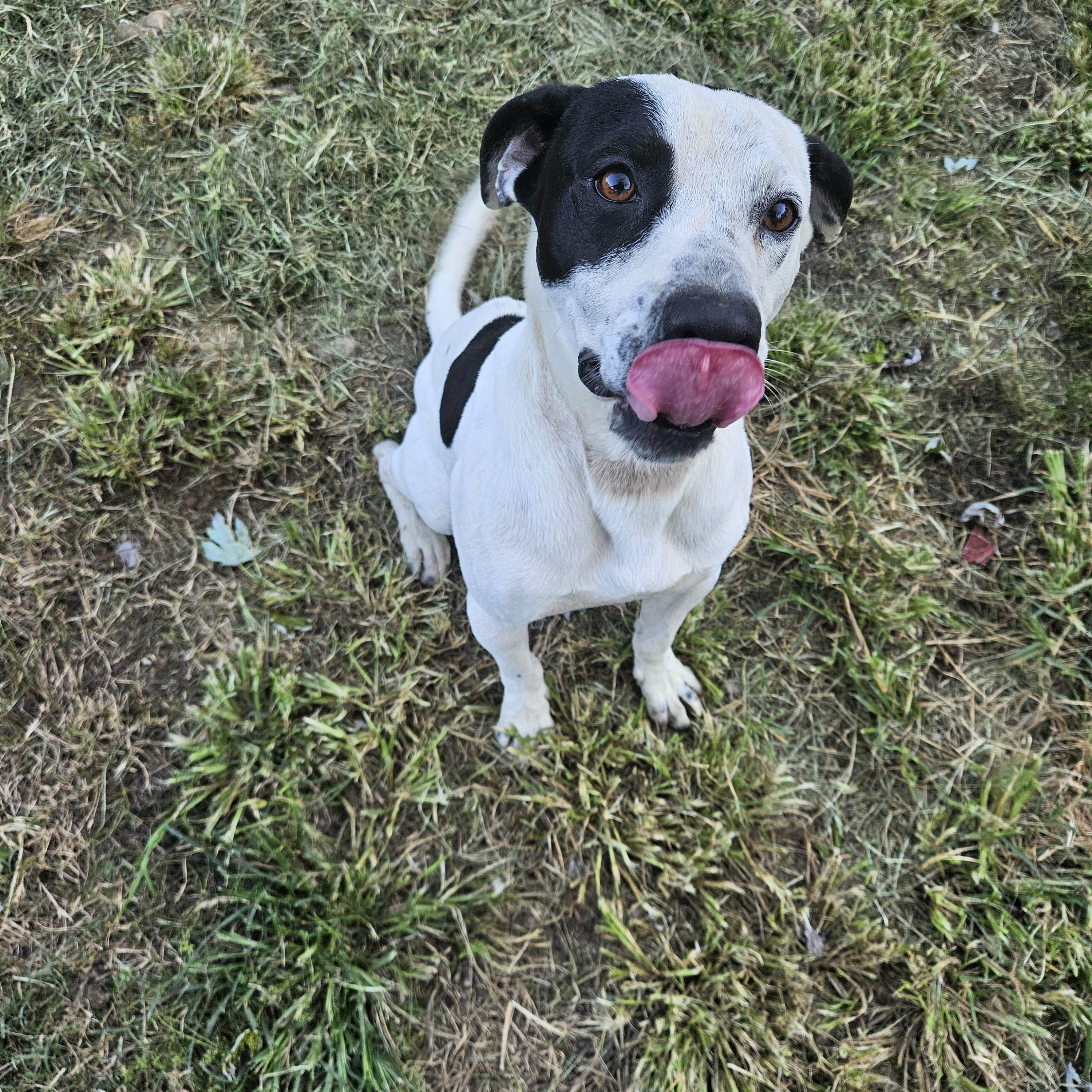 Enlarge Sal, a Adoptable mixed breed in Tracy City , TN image 3/3