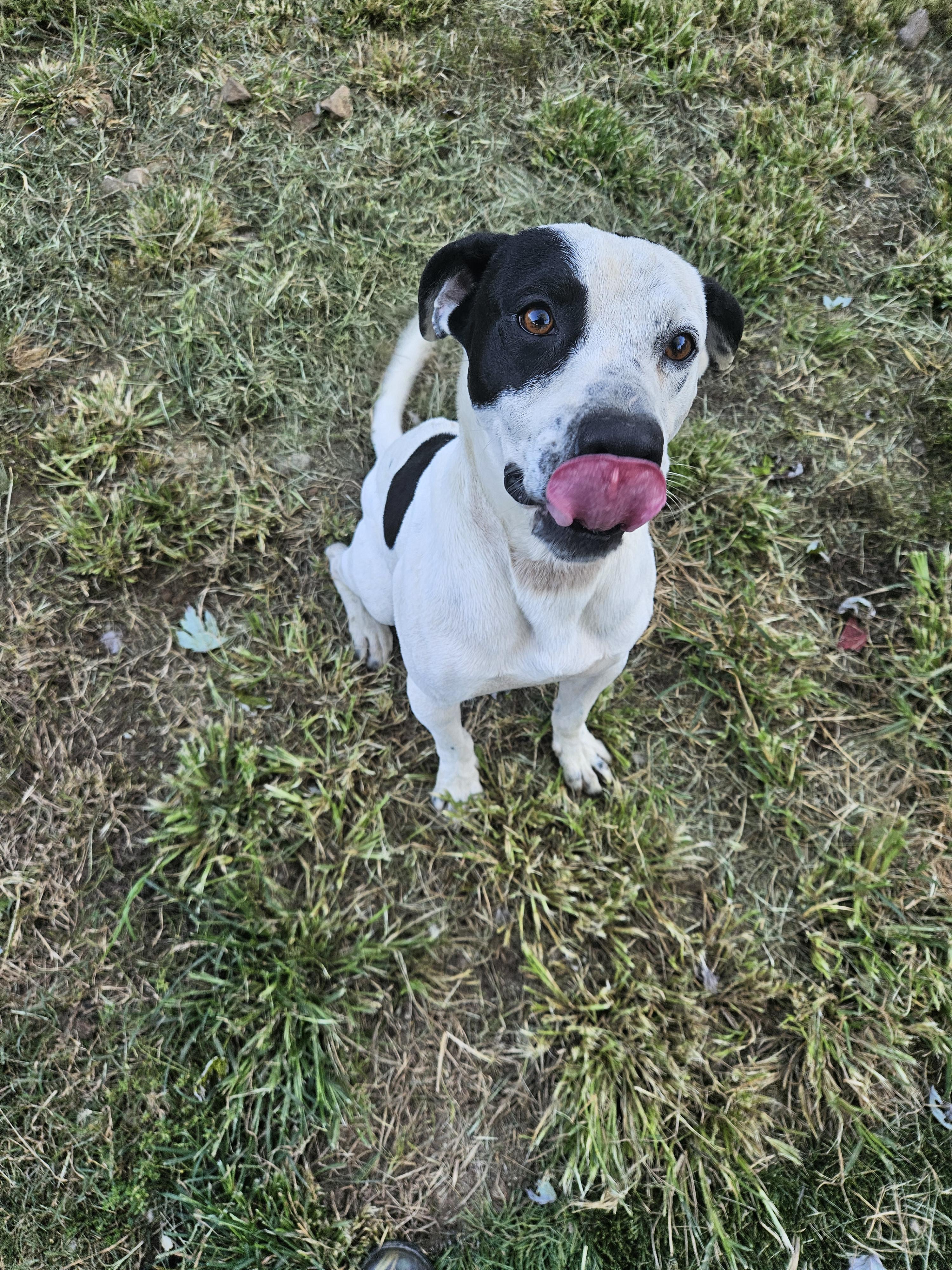 Enlarge Sal, a Adoptable mixed breed in Tracy City , TN image 3/3