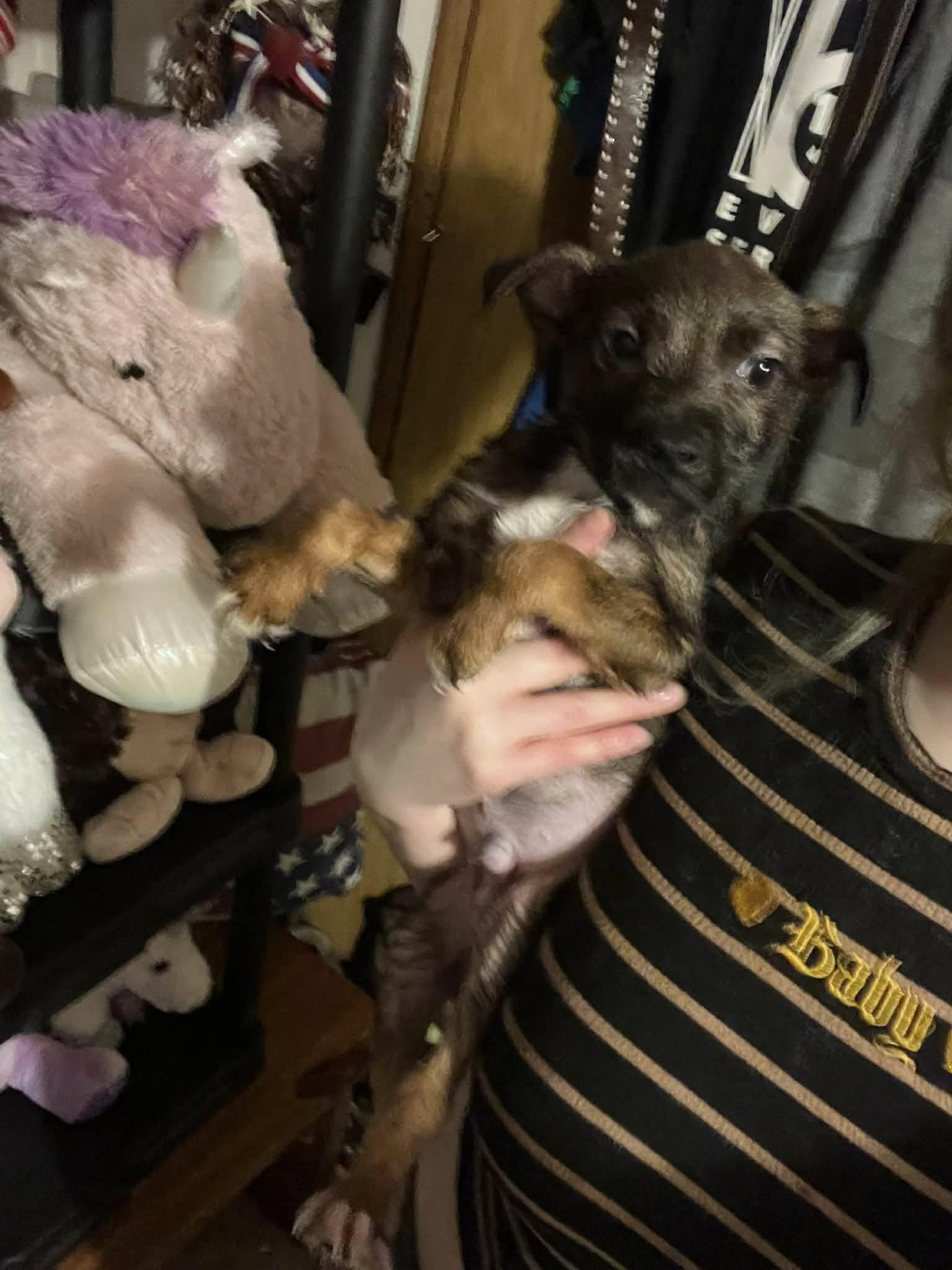 Sage (20260226-09) — thumbnail 2