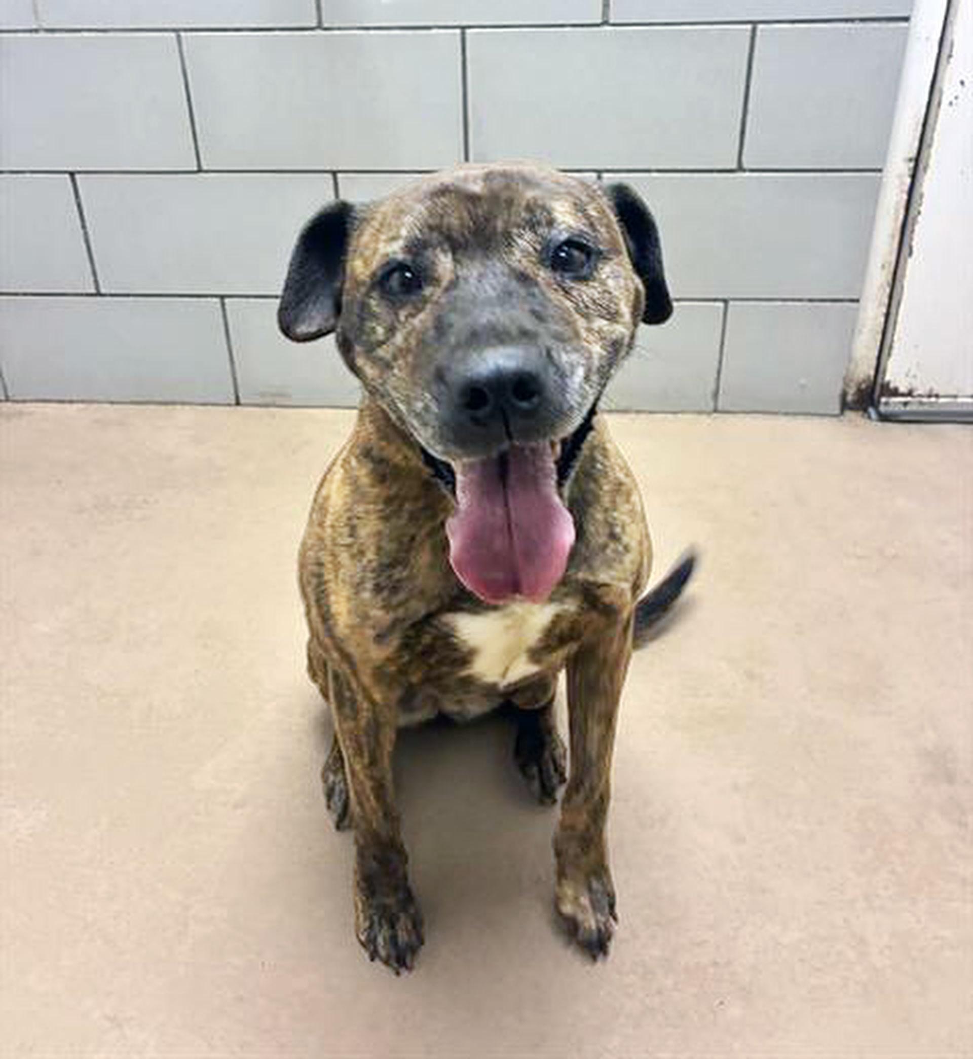 Enlarge Felisha, an adoptable Mixed Breed in Nashville, TN image 2/2