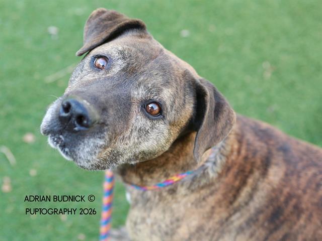 Felisha, adoptable, Adult Female Mixed Breed.