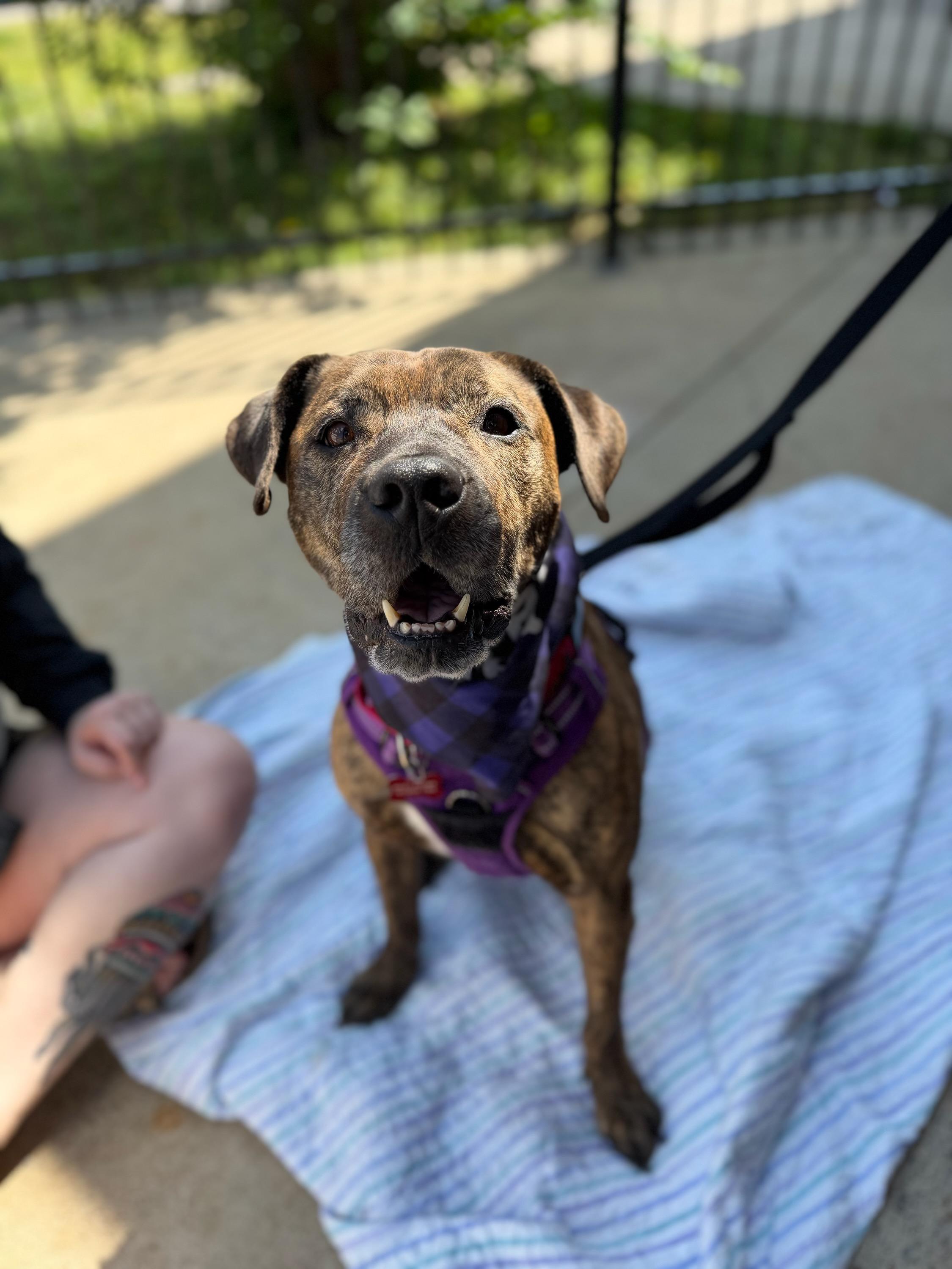 Felisha, adoptable, Senior Female Mixed Breed.