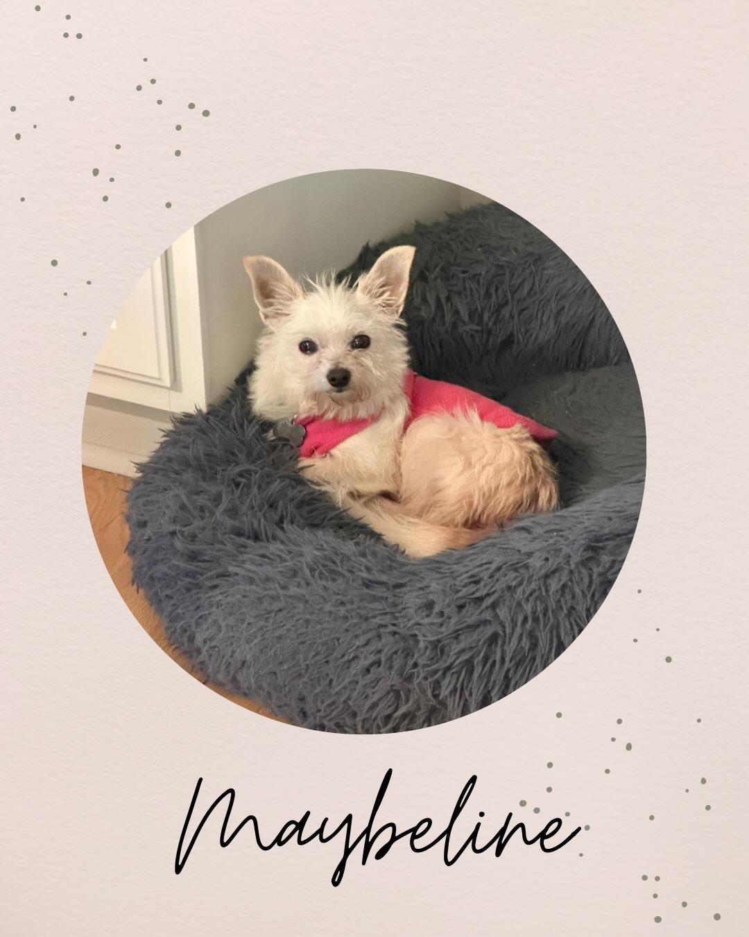 MABELLINE, ADOPTABLE, Adult Female Terrier.