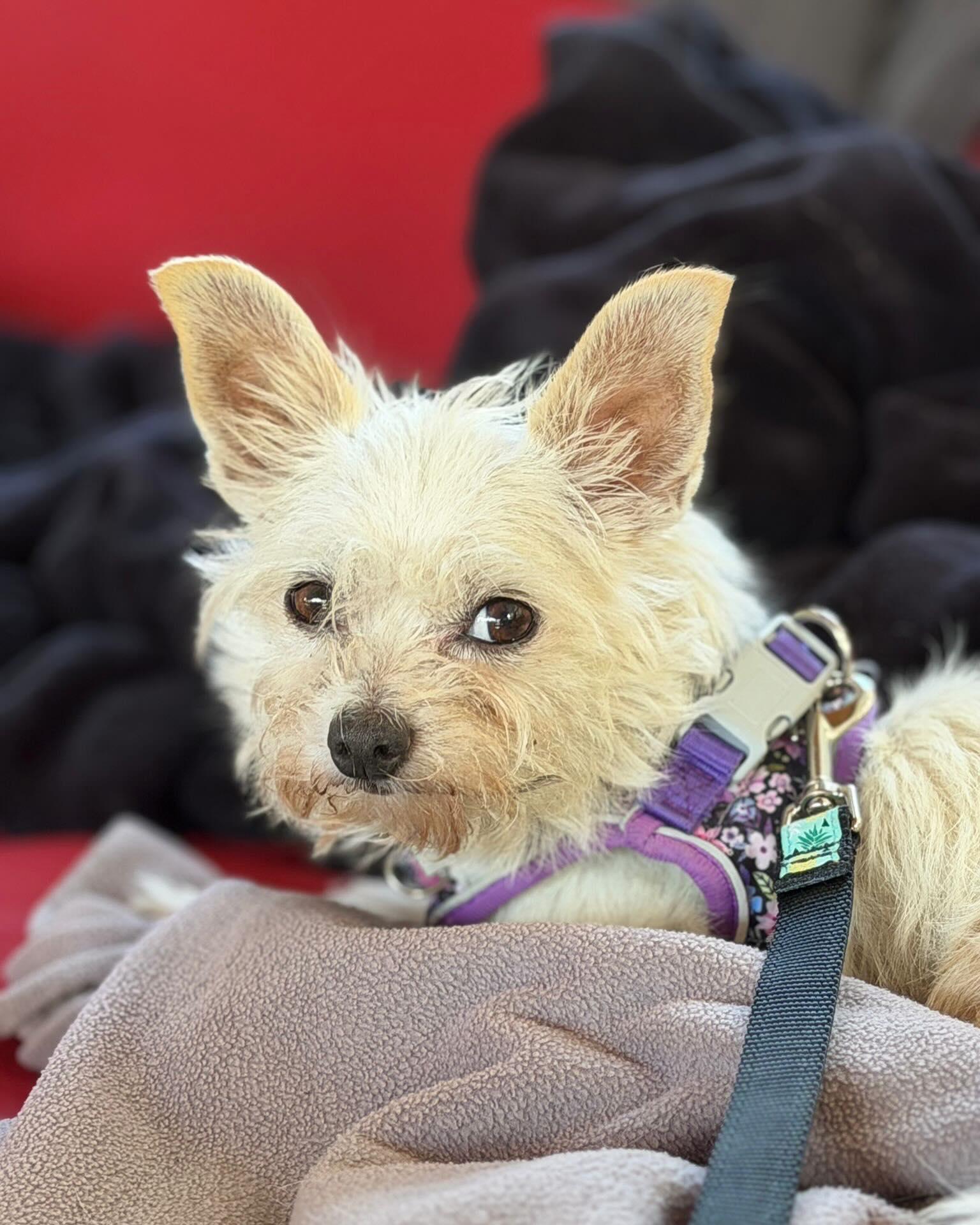MABELLINE, a ADOPTABLE mixed breed in Coquitlam, BC image 2/6