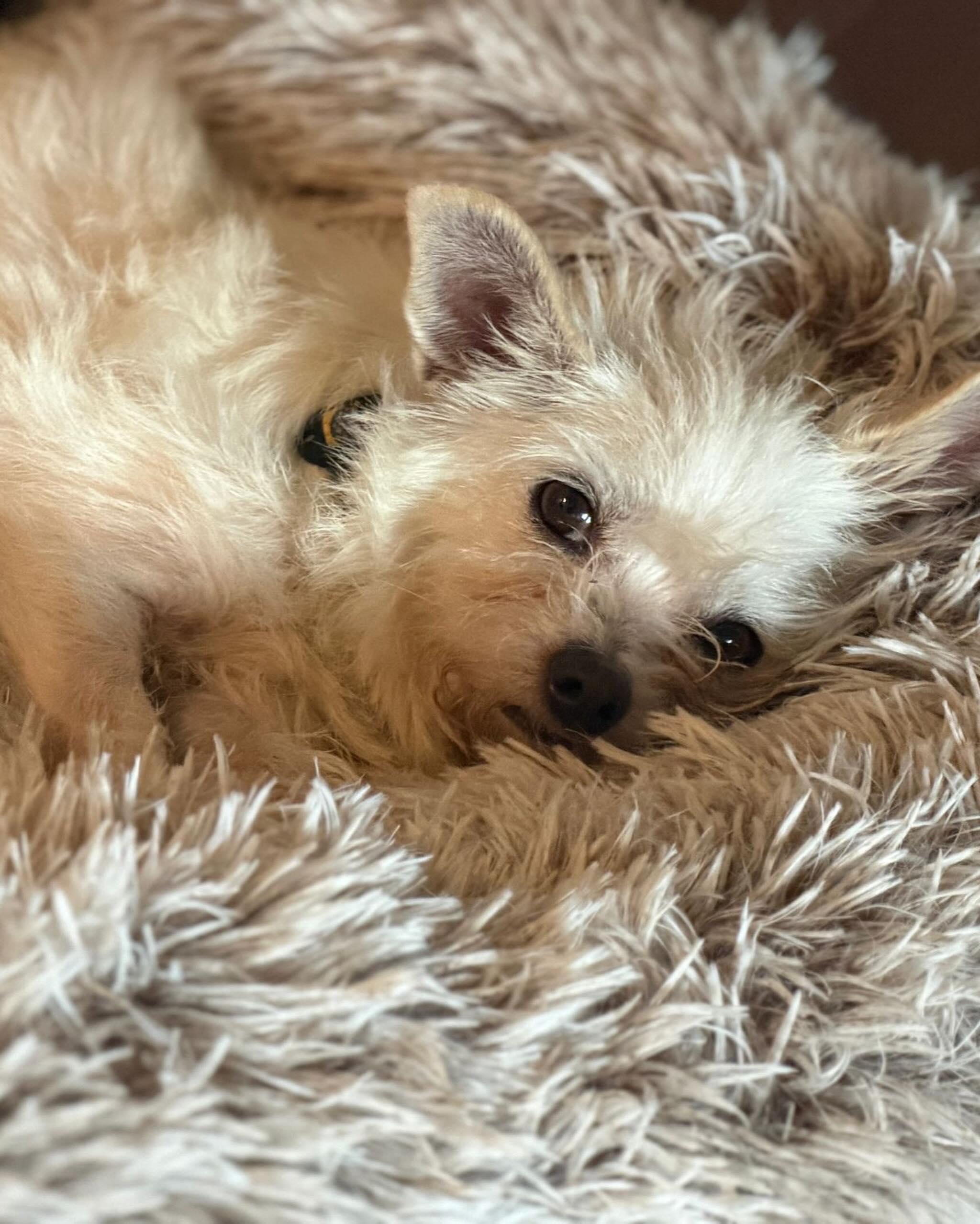 MABELLINE, a ADOPTABLE mixed breed in Coquitlam, BC image 6/6