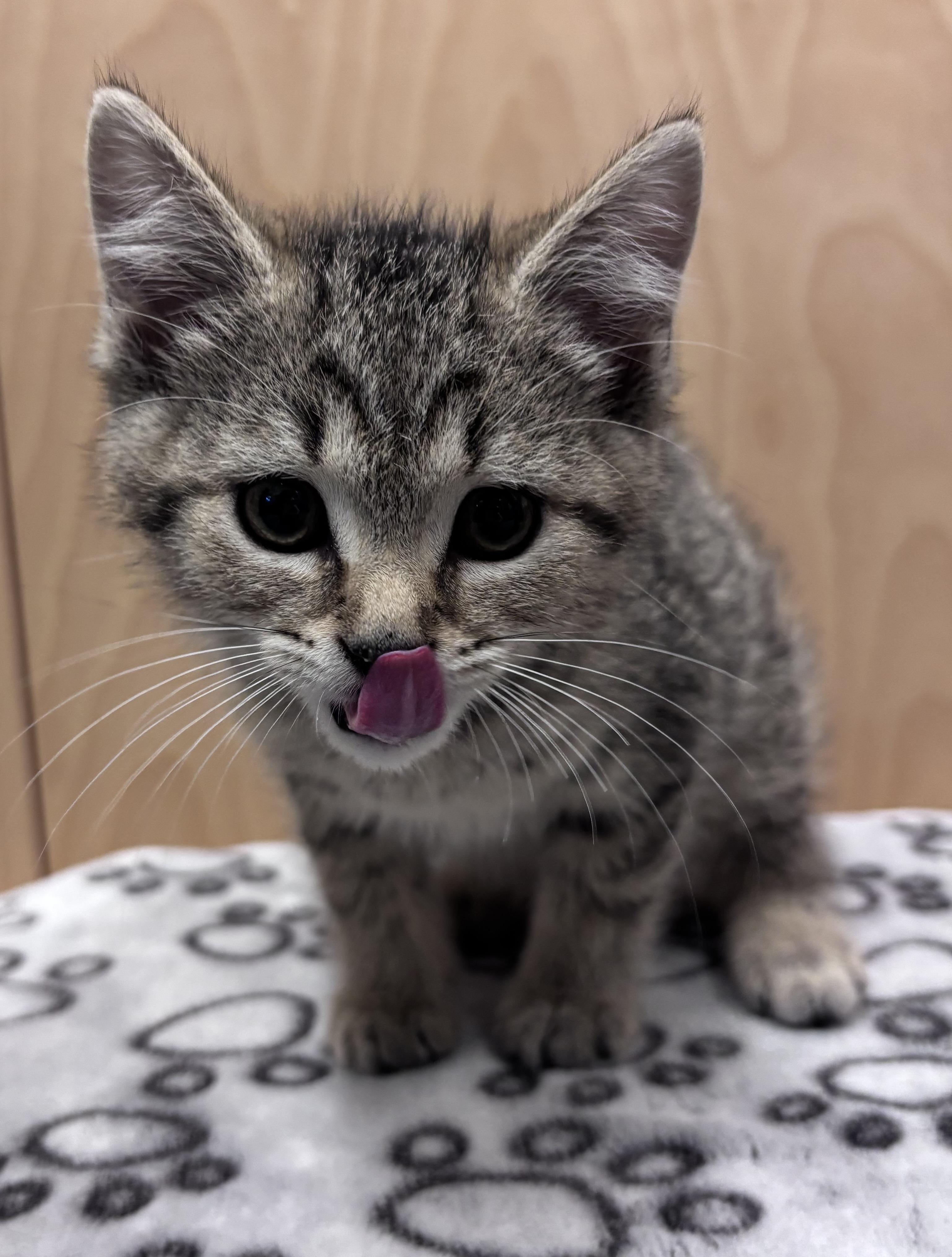 Khloe, an adopted Domestic Short Hair in Bowmanville, ON image 2/3