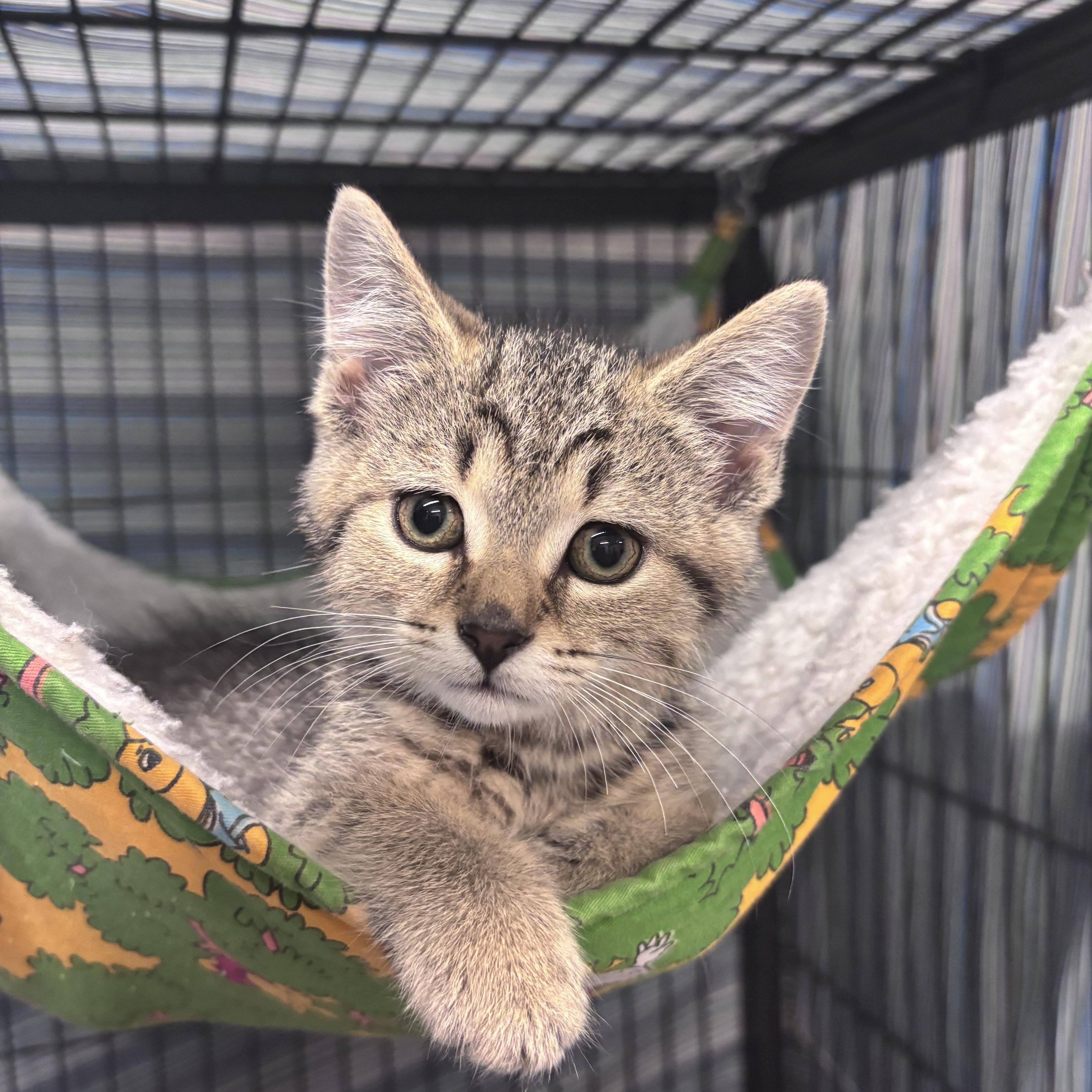 Khloe, an adopted Domestic Short Hair in Bowmanville, ON image 3/3