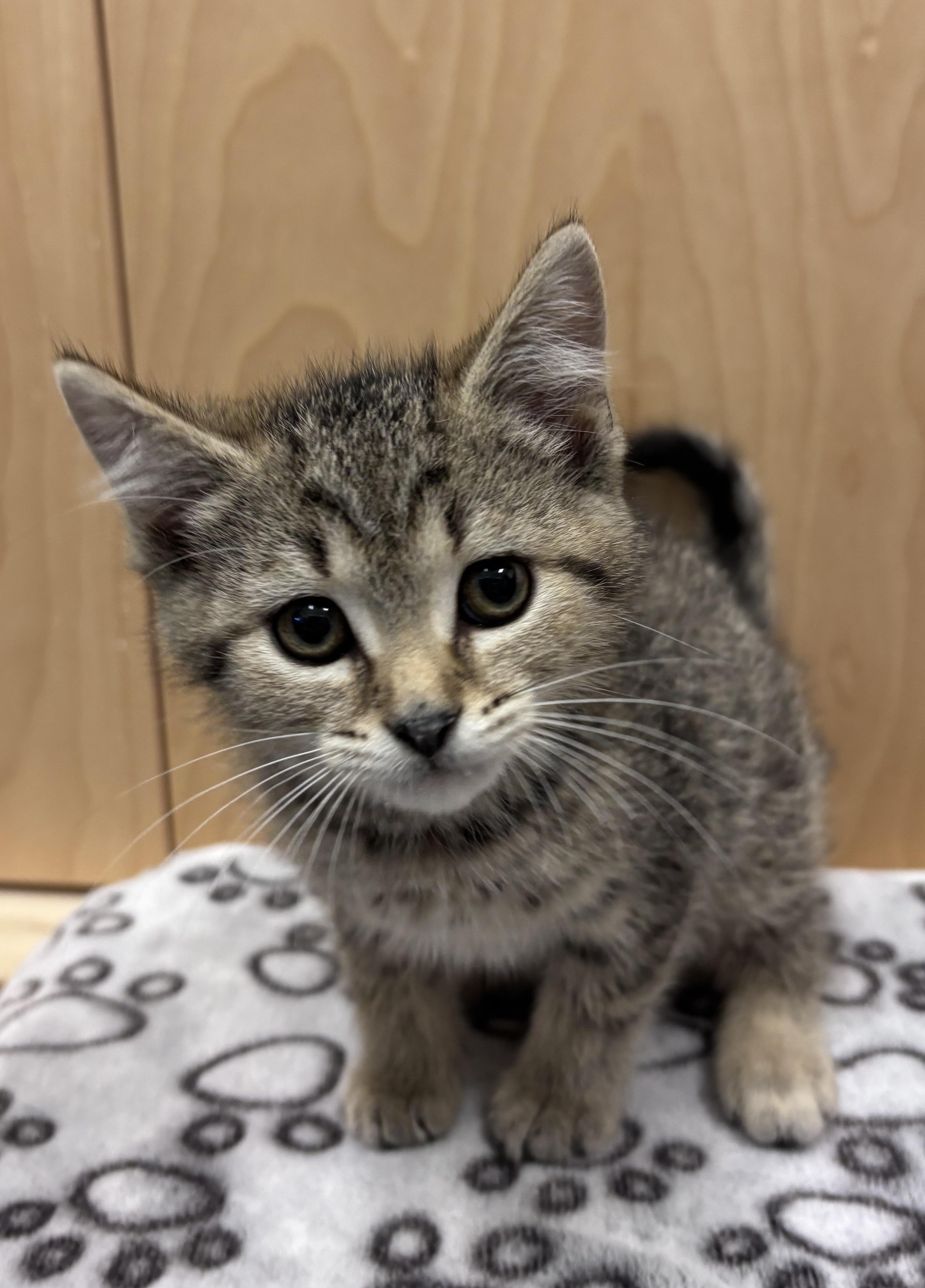 Khloe, an adopted Domestic Short Hair in Bowmanville, ON image 1/3