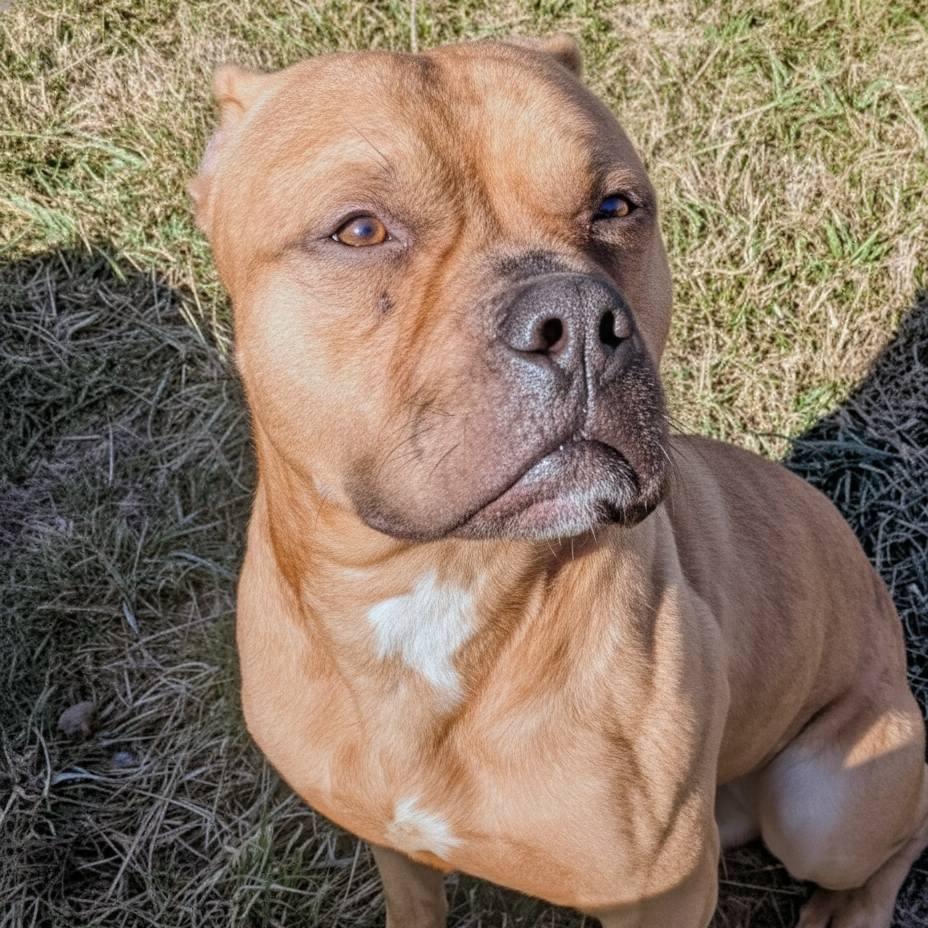 Scooby, Adoptable, Adult Male Mixed Breed.