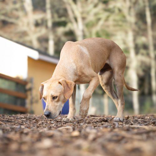 Enlarge Milo, a Adoptable mixed breed in Vashon Island, WA image 1/4