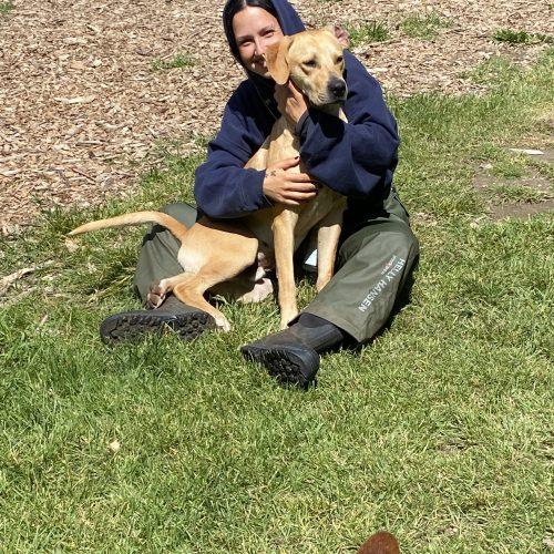 Milo, Adoptable, Young Male Mixed Breed & Yellow Labrador Retriever.