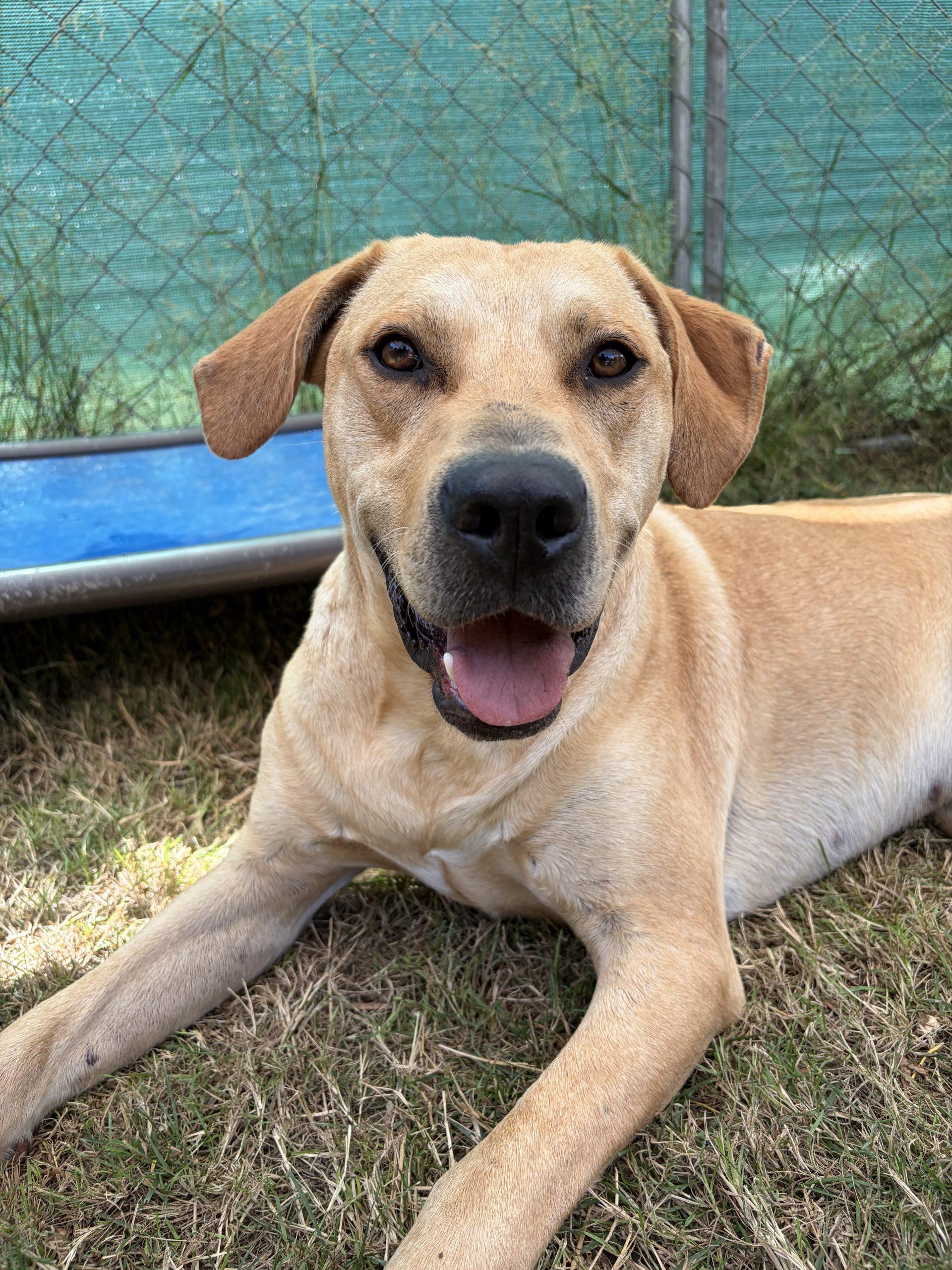 Milo, a Adoptable mixed breed in Vashon Island, WA image 2/6