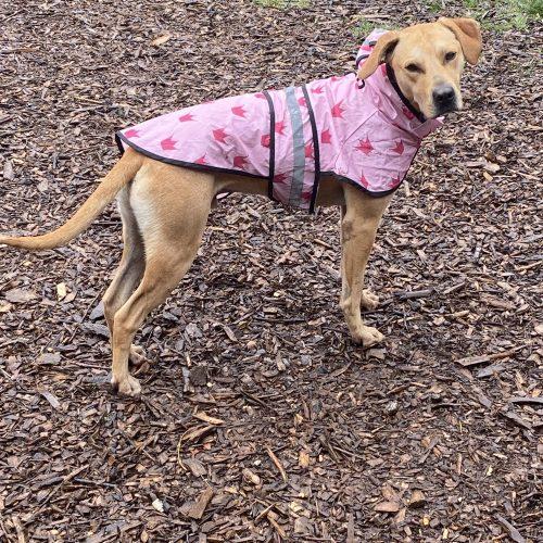 Milo, a Adoptable mixed breed in Vashon Island, WA image 3/6