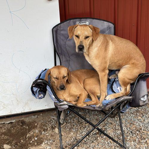 Enlarge Milo, a Adoptable mixed breed in Vashon Island, WA image 2/4