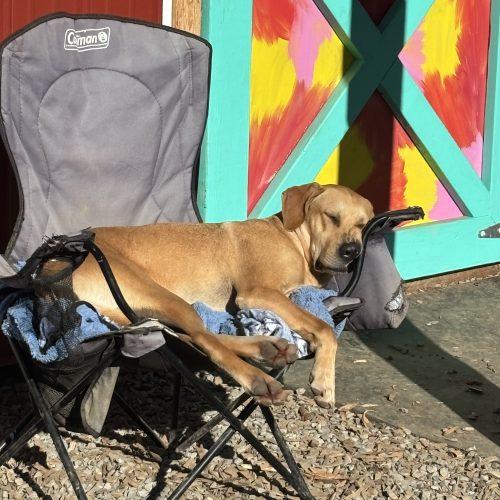 Enlarge Milo, a Adoptable mixed breed in Vashon Island, WA image 3/4