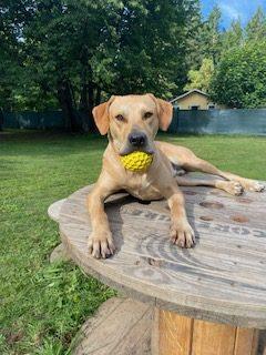 Milo, a Adoptable mixed breed in Vashon Island, WA image 6/6