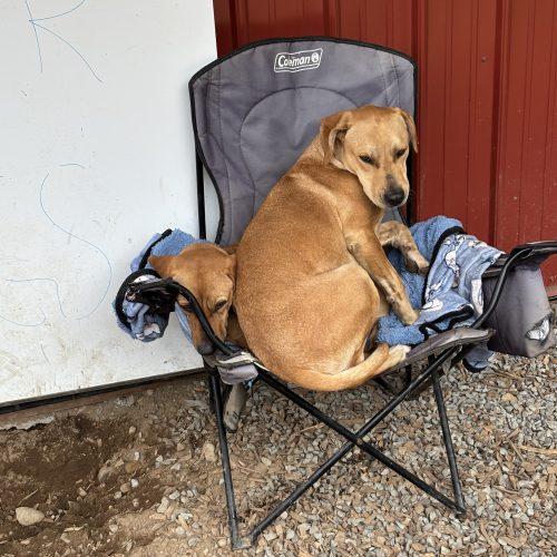 Enlarge Milo, a Adoptable mixed breed in Vashon Island, WA image 4/4