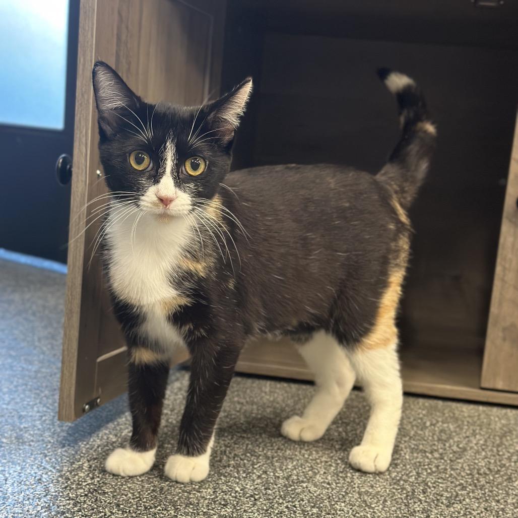 Wisteria, Adoptable, Adult Female Domestic Short Hair.