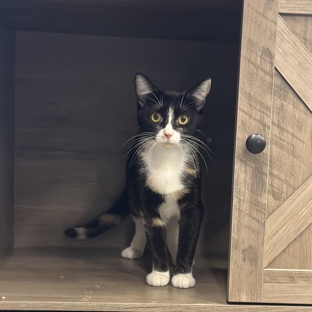 Wisteria, a Adoptable Domestic Short Hair in Hinsdale, IL image 2/3