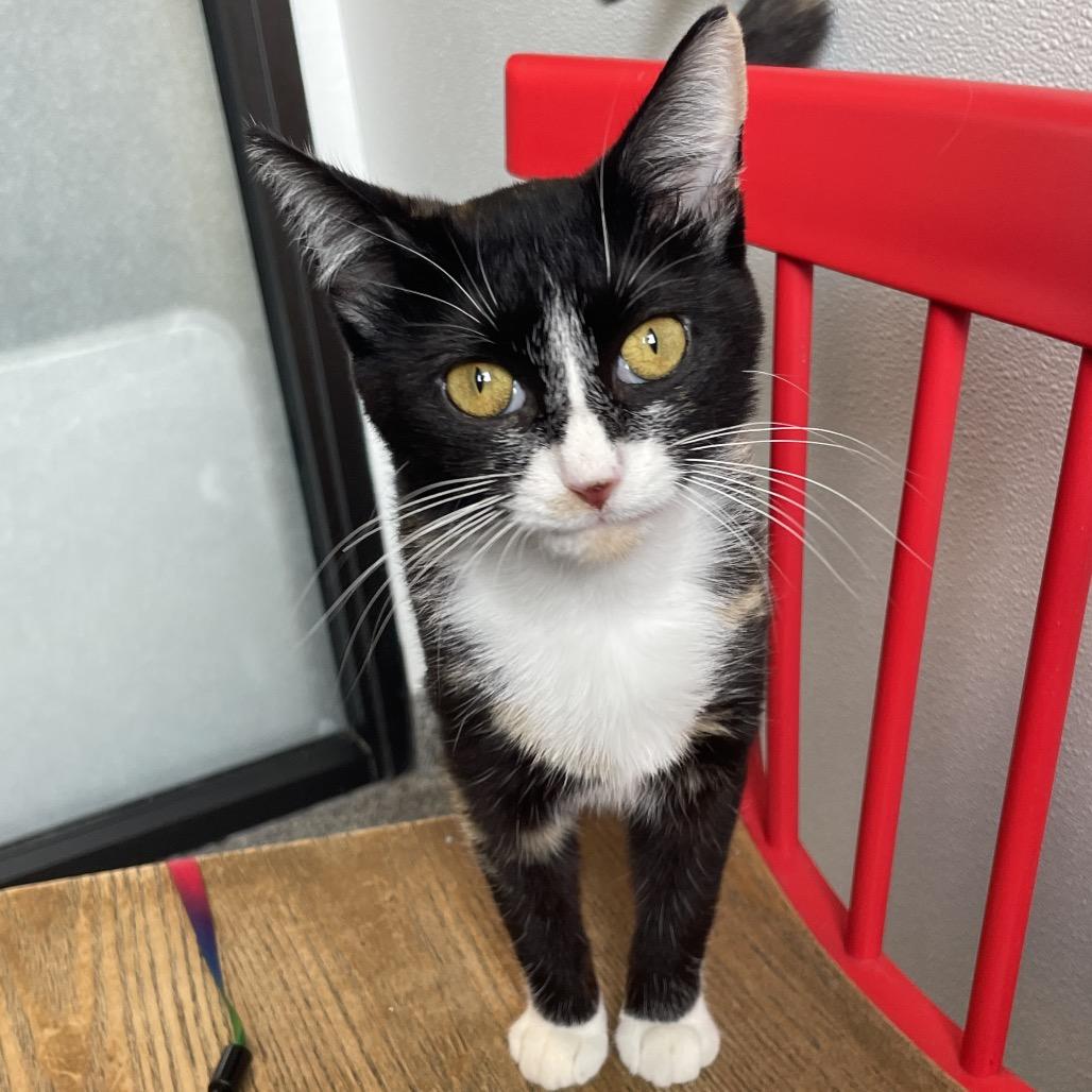 Wisteria, a Adoptable Domestic Short Hair in Hinsdale, IL image 3/3