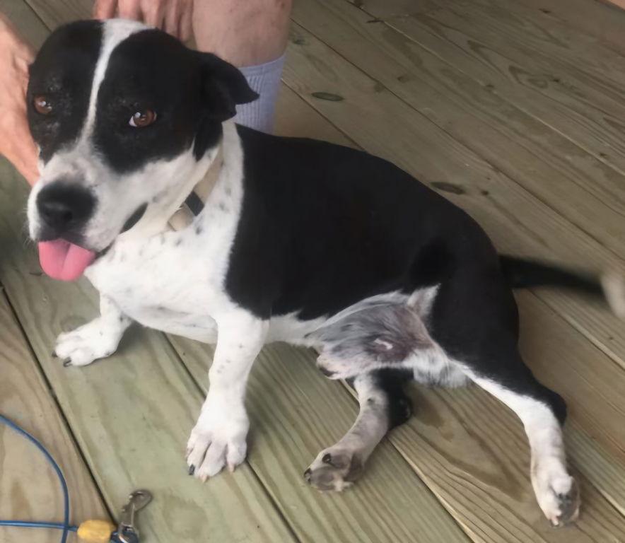 Shorty, Adoptable, Senior Male Labrador Retriever & Border Collie.