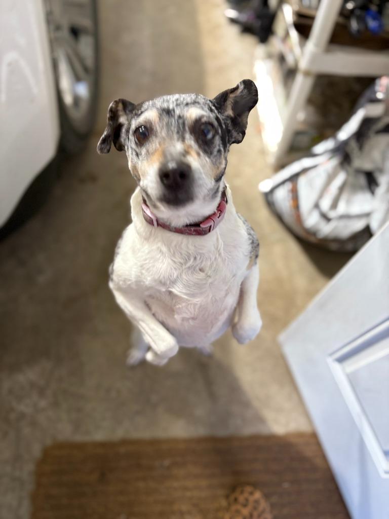 Daisy, a Adoptable mixed breed in Owatonna, MN image 1/6