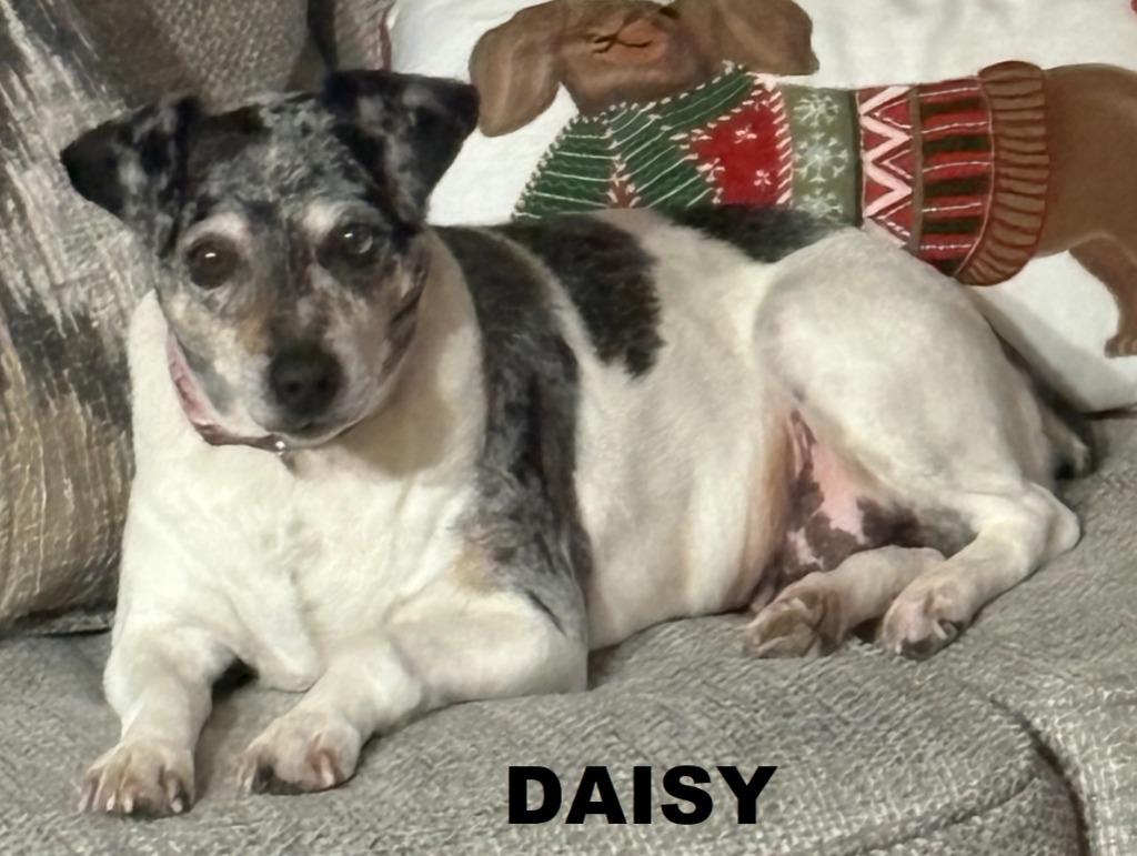 Daisy, a Adoptable mixed breed in Owatonna, MN image 2/6