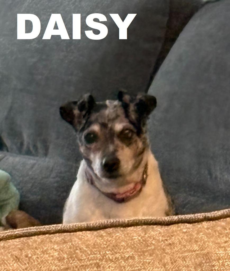 Daisy, a Adoptable mixed breed in Owatonna, MN image 4/6