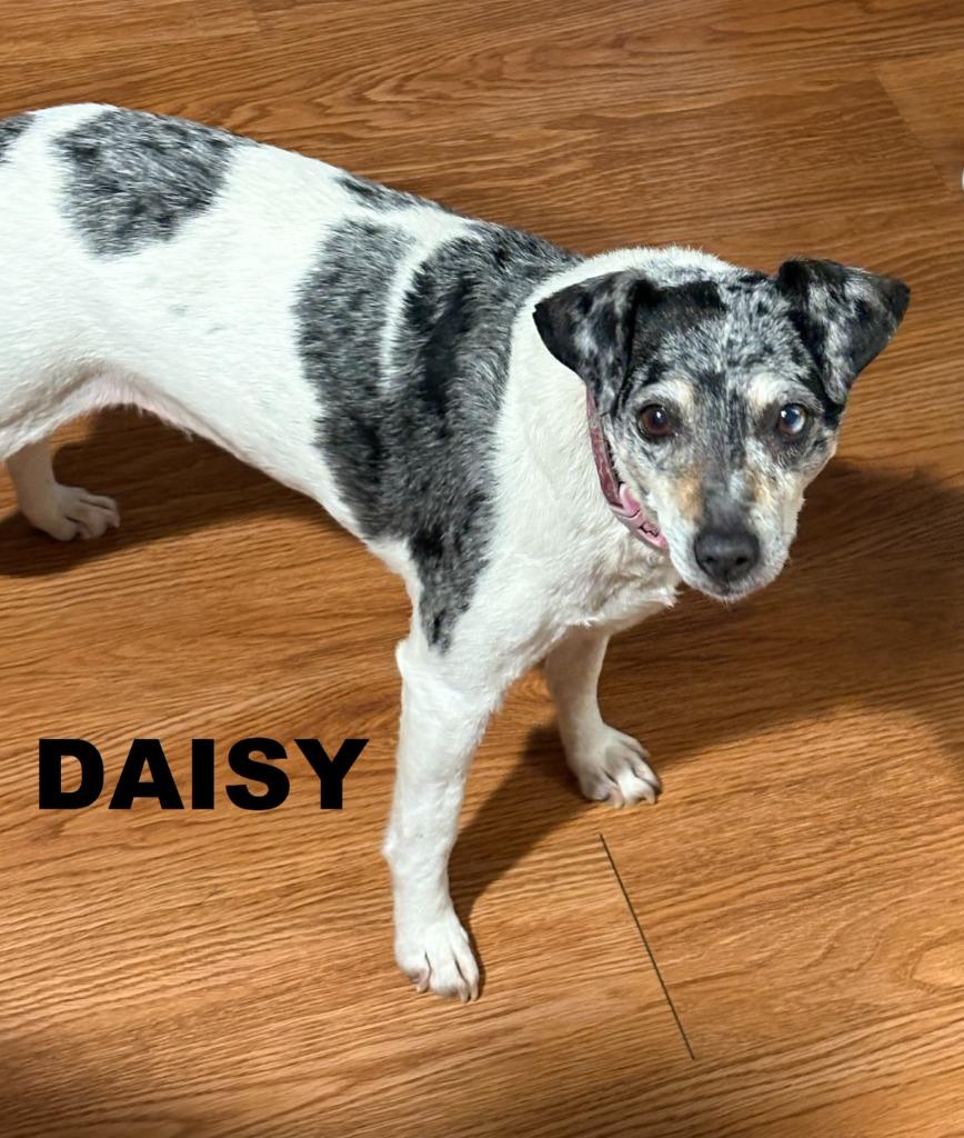 Daisy, a Adoptable mixed breed in Owatonna, MN image 6/6