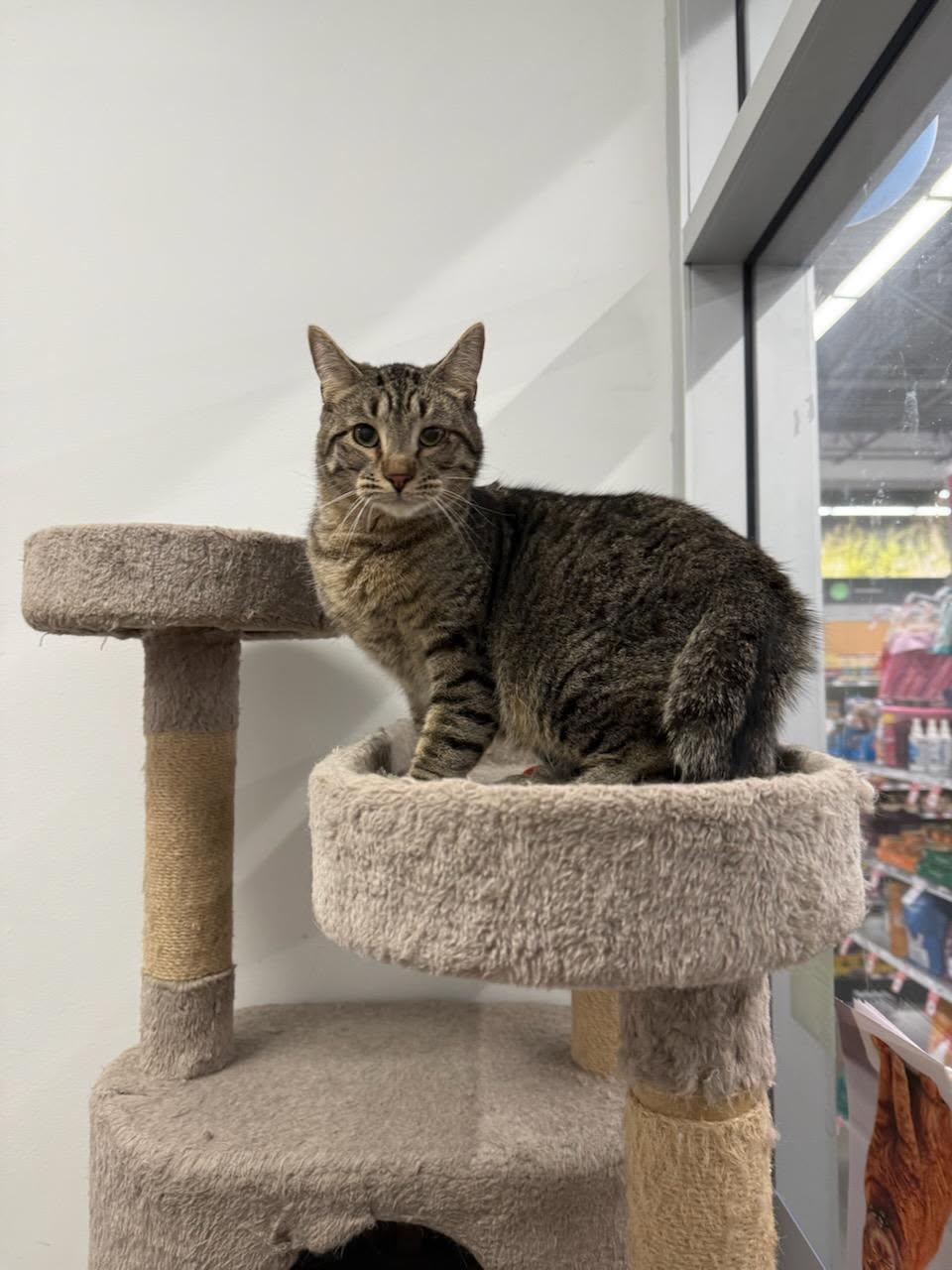 Enlarge Jasper, a Adoptable Domestic Short Hair in Sioux Falls, SD image 2/3