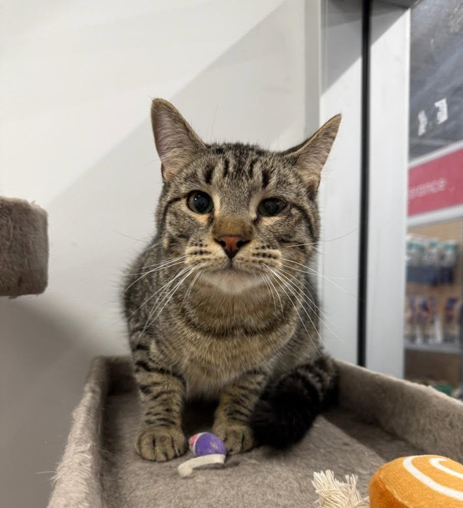 Enlarge Jasper, a Adoptable Domestic Short Hair in Sioux Falls, SD image 3/3