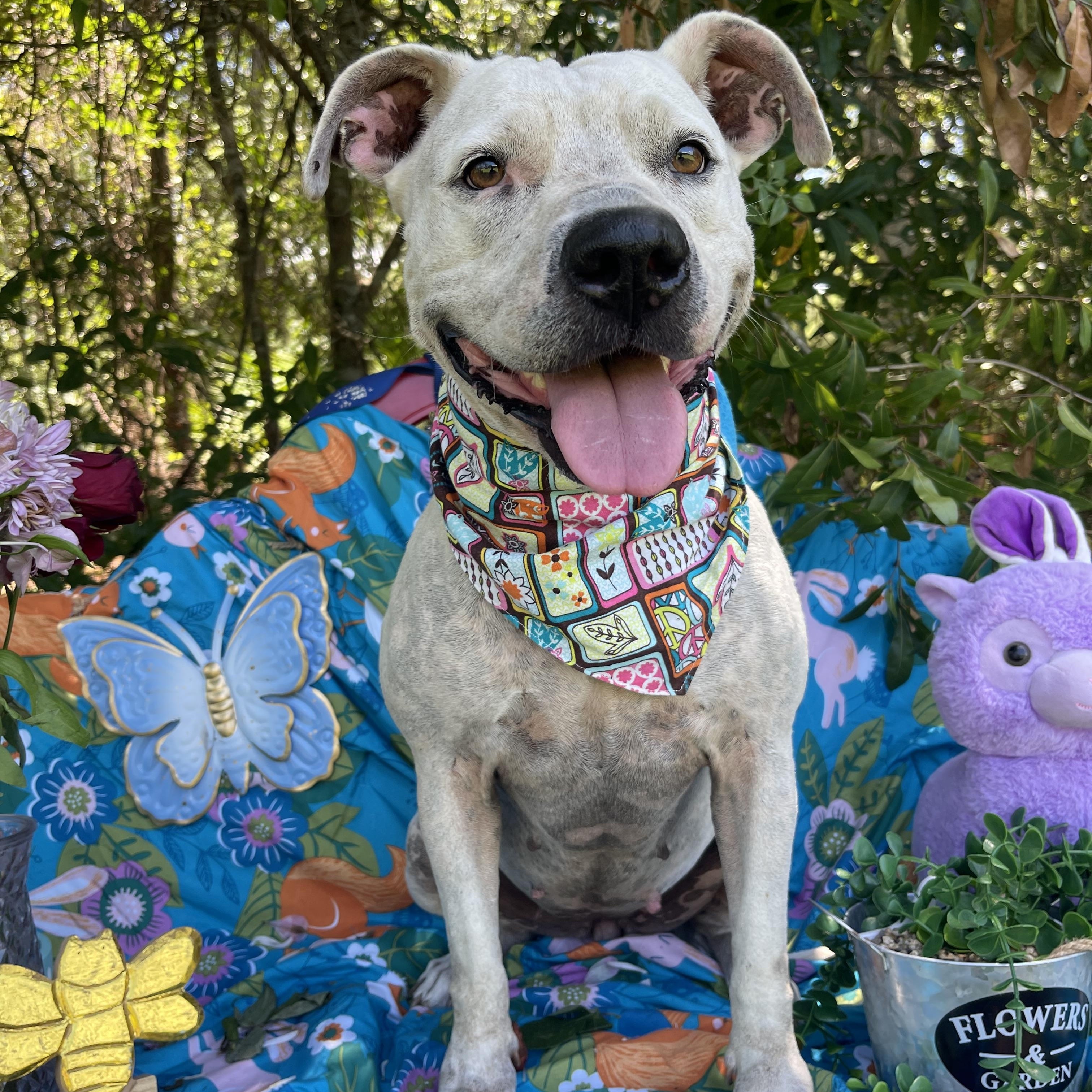 Enlarge Kitty, an adopted American Staffordshire Terrier in Sebring, FL image 3/6