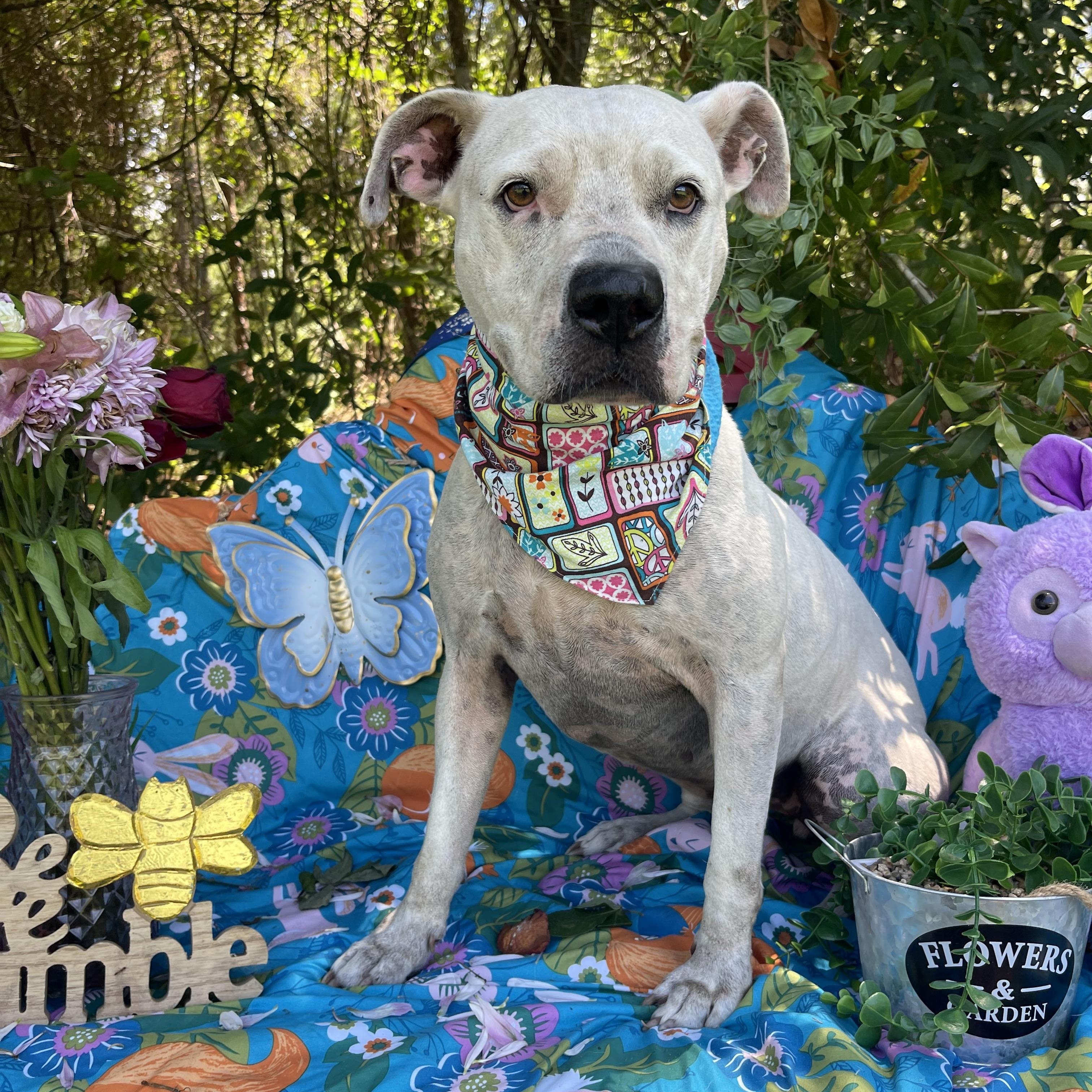 Enlarge Kitty, an adopted American Staffordshire Terrier in Sebring, FL image 2/6