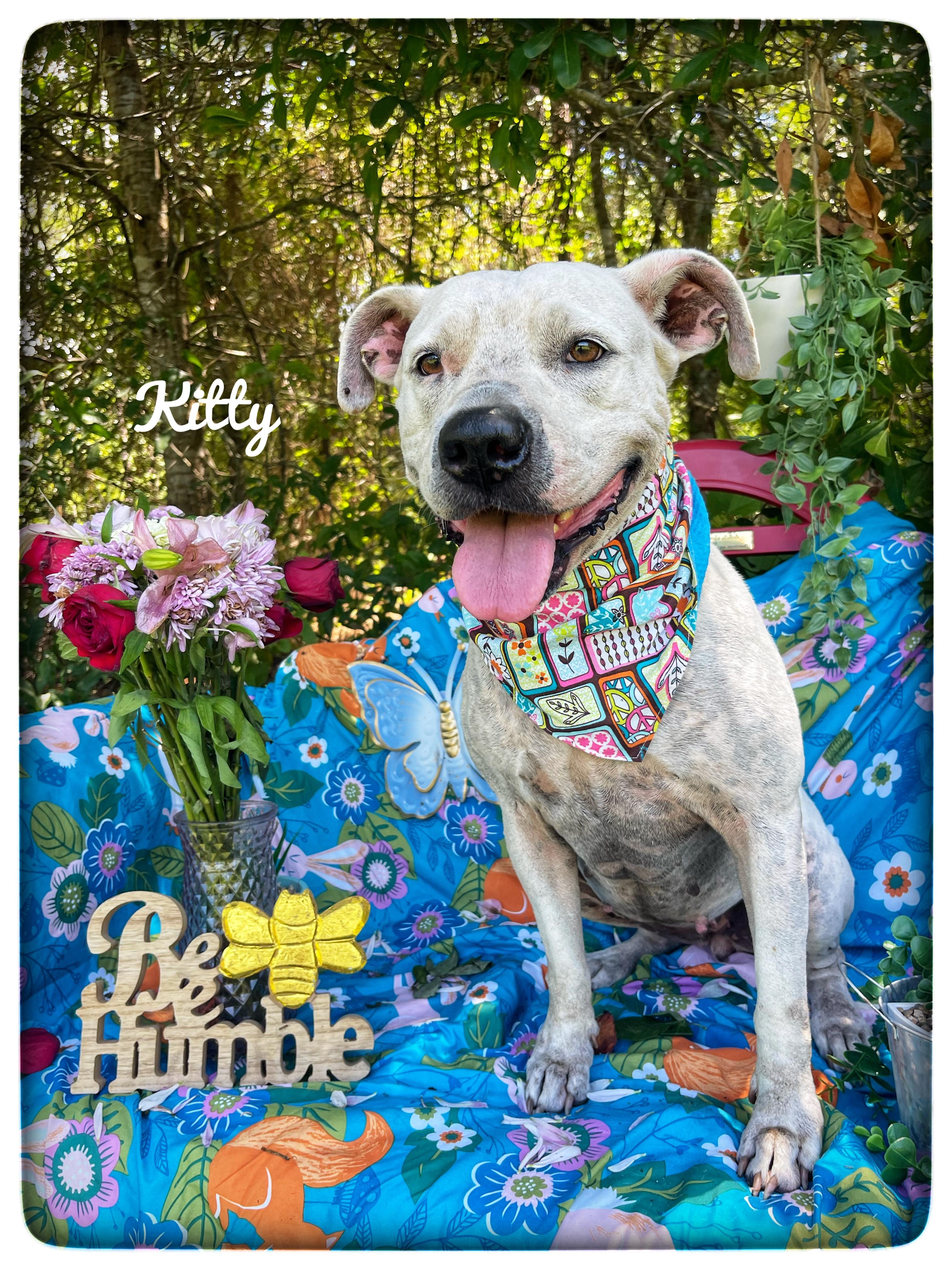 Enlarge Kitty, an adopted American Staffordshire Terrier in Sebring, FL image 1/6