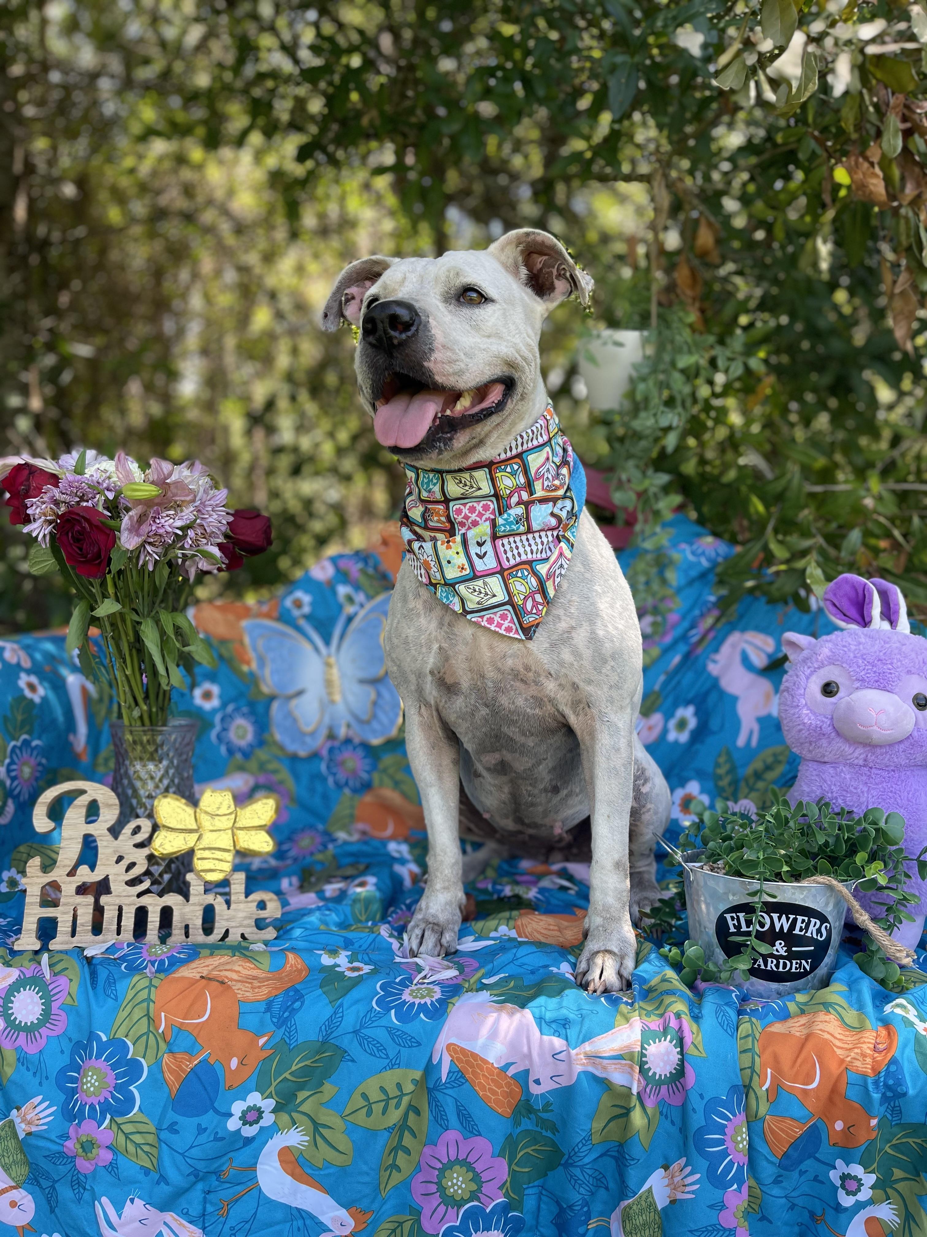 Enlarge Kitty, an adopted American Staffordshire Terrier in Sebring, FL image 6/6