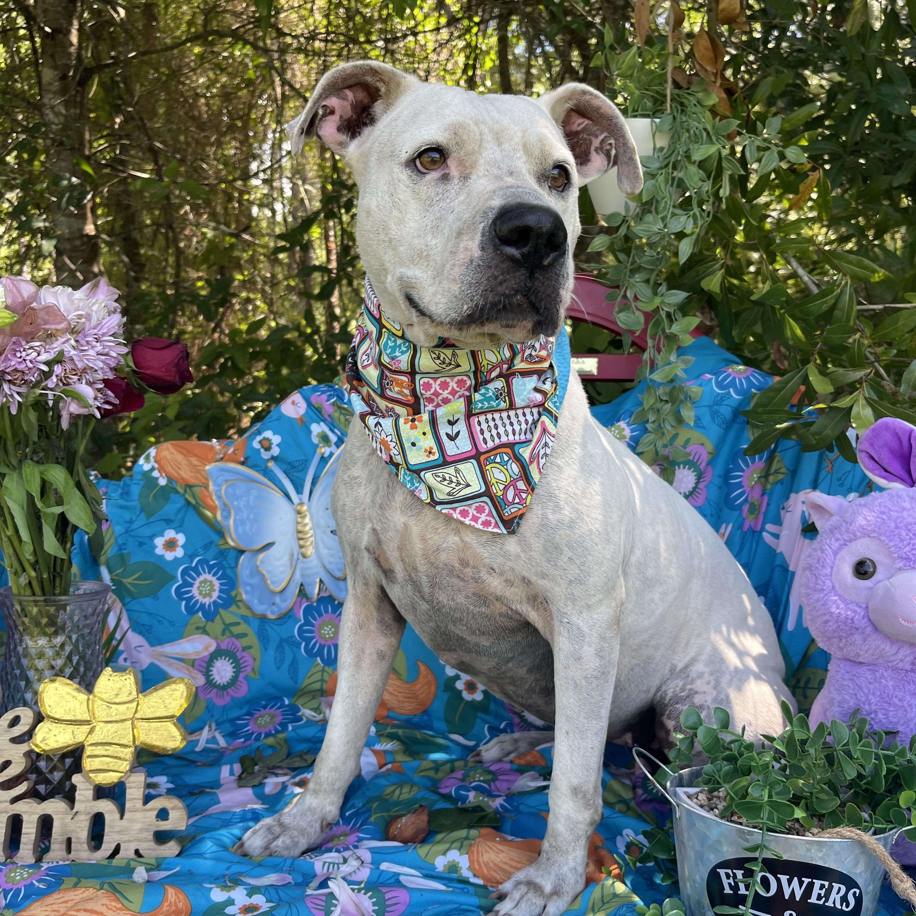 Enlarge Kitty, an adopted American Staffordshire Terrier in Sebring, FL image 4/6