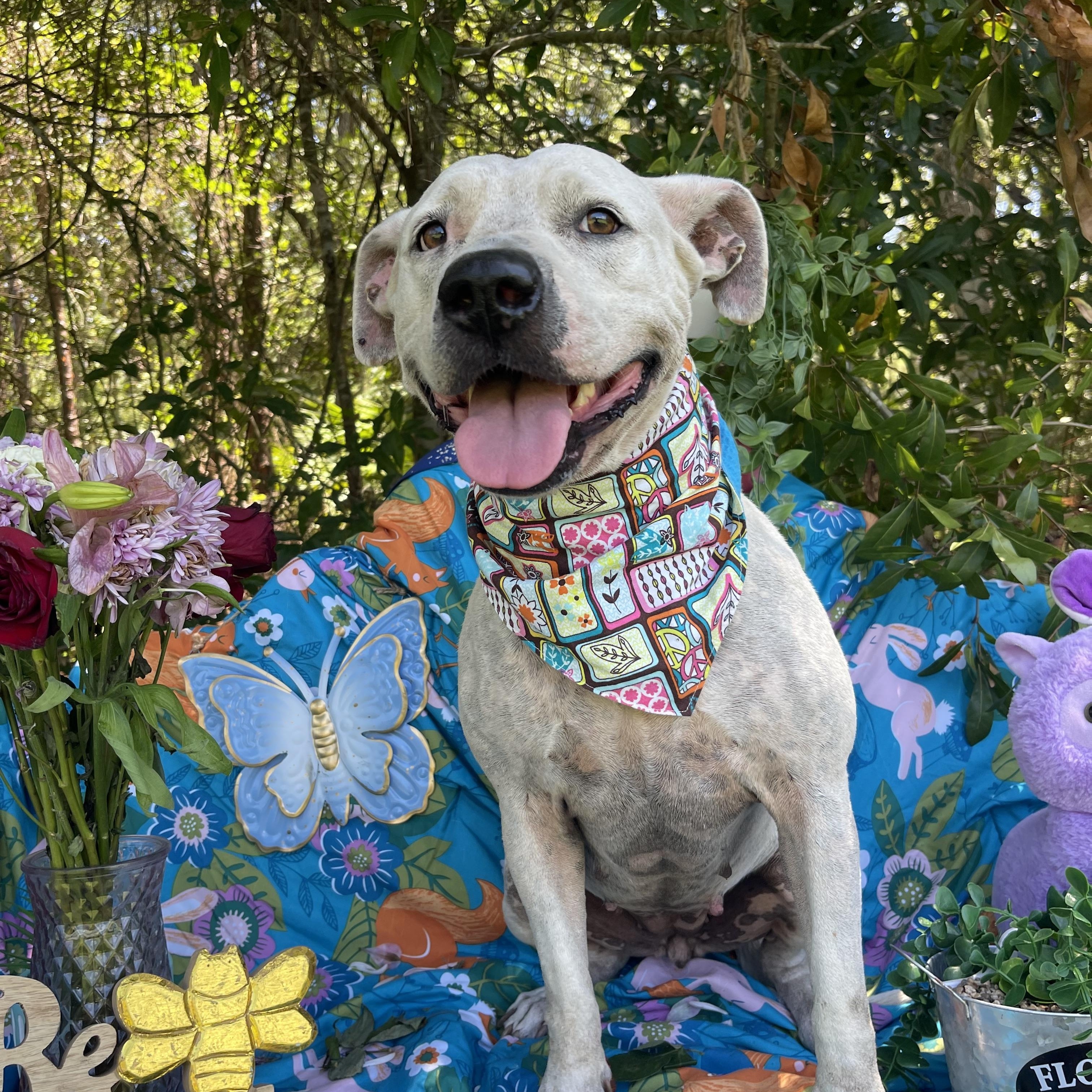 Enlarge Kitty, an adopted American Staffordshire Terrier in Sebring, FL image 5/6