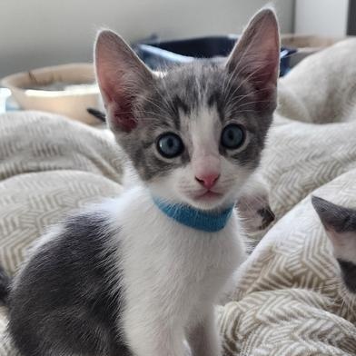 Luca