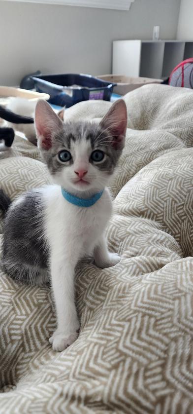 Luca