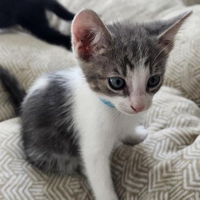 Luca