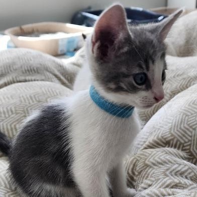 Luca