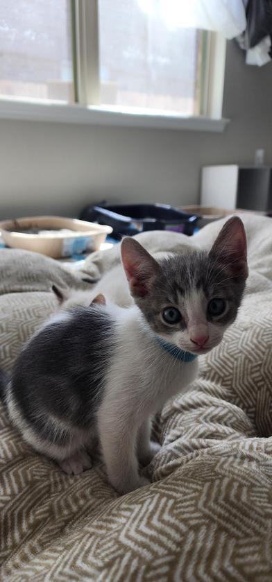 Luca