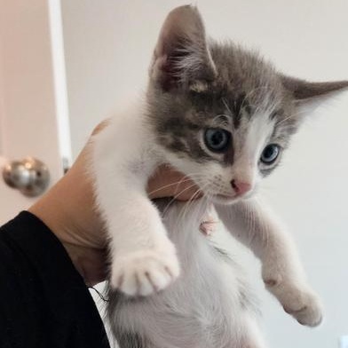 Luca