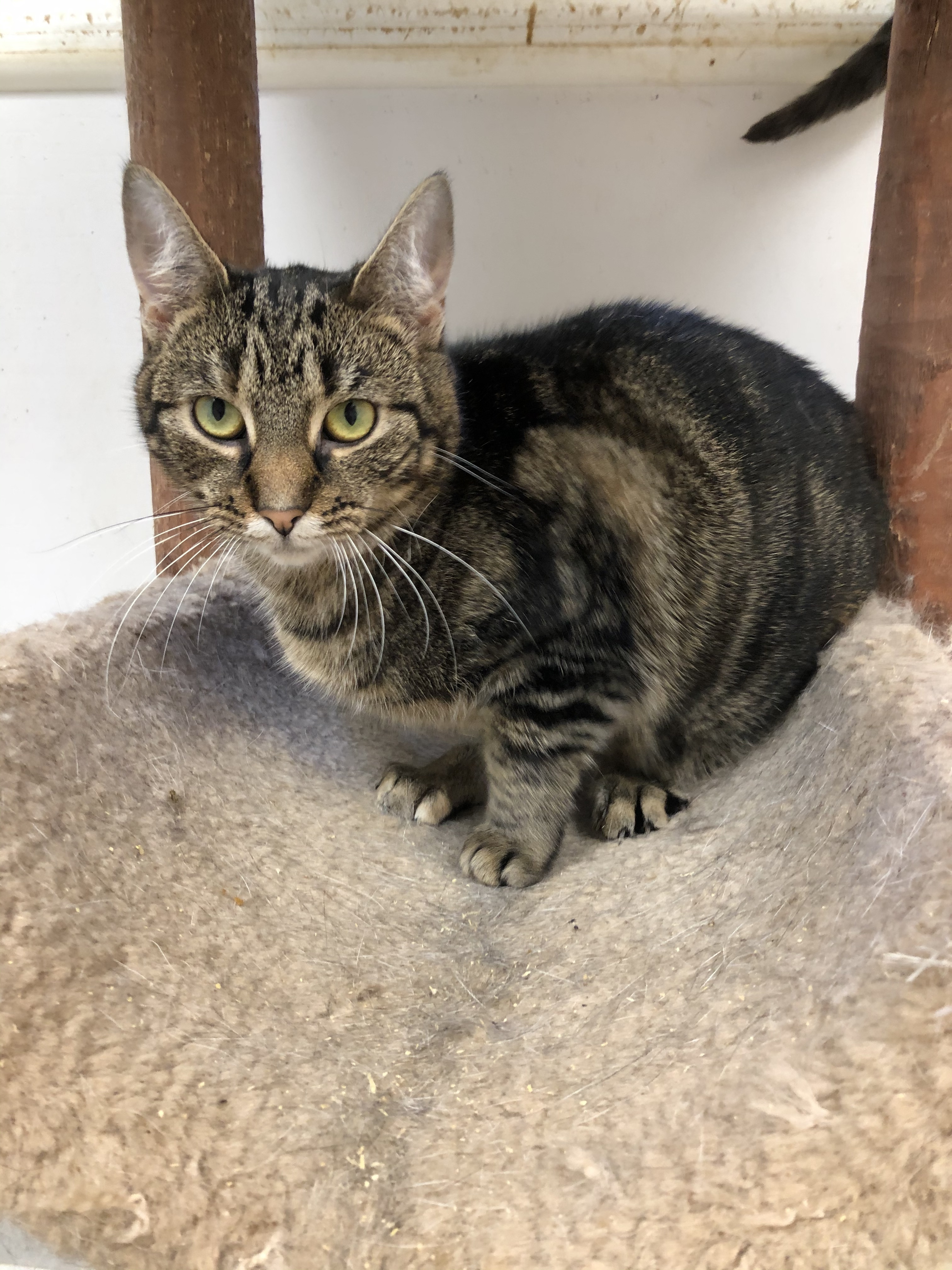 Enlarge Dreidel, a Adoptable Domestic Short Hair in Gouldsboro, PA image 1/1