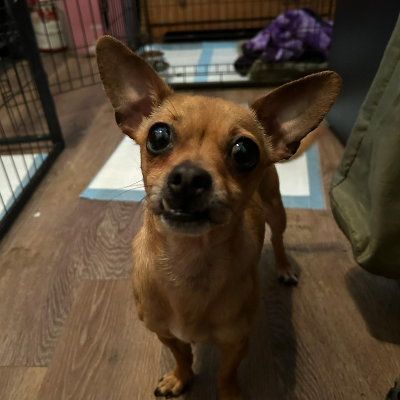 Enlarge Ice, a Adoptable Chihuahua in Fresno, CA image 3/4