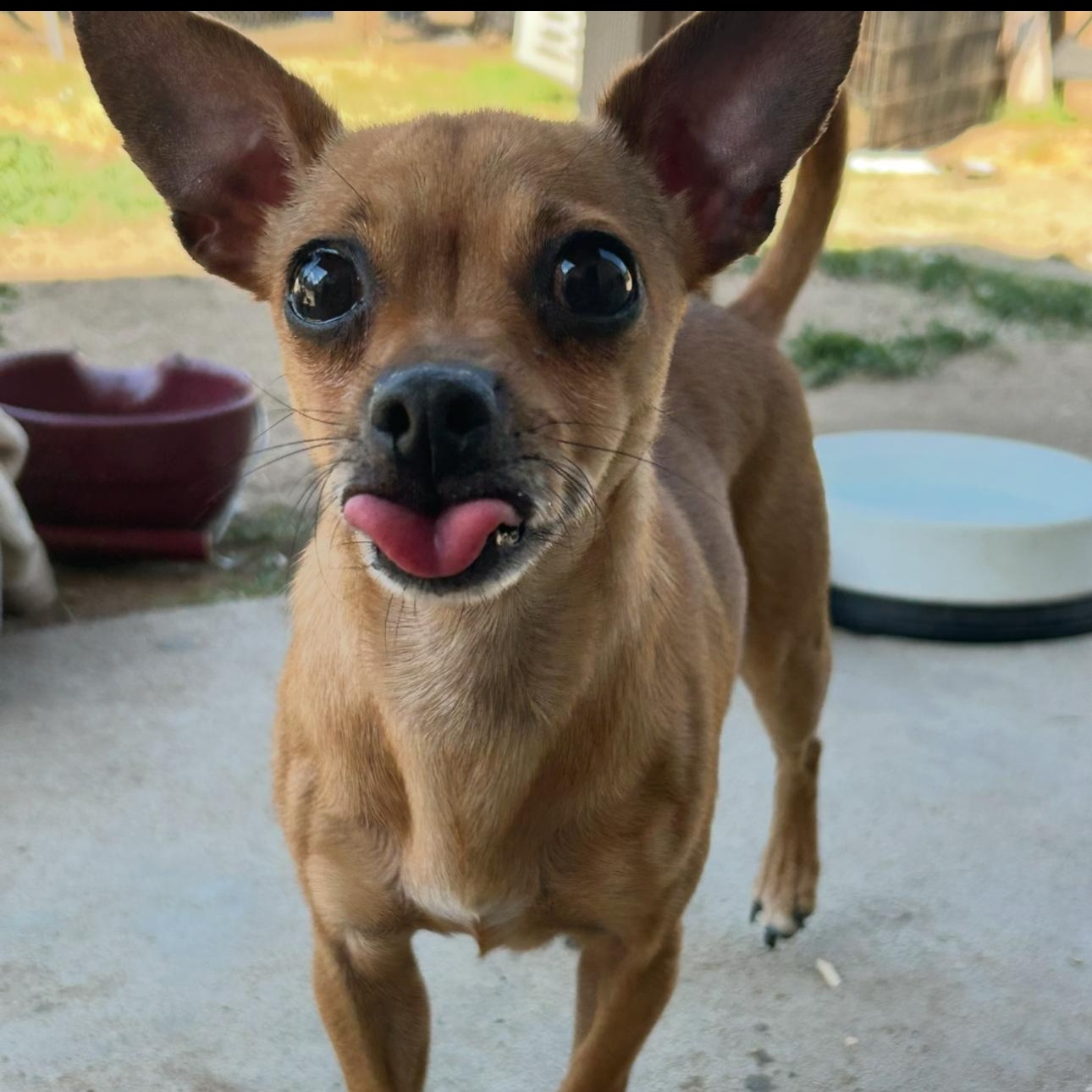 Enlarge Ice, a Adoptable Chihuahua in Fresno, CA image 2/4
