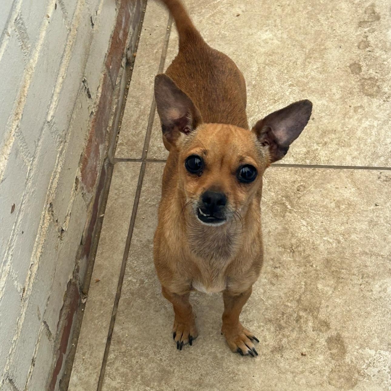 Enlarge Ice, a Adoptable Chihuahua in Fresno, CA image 4/4