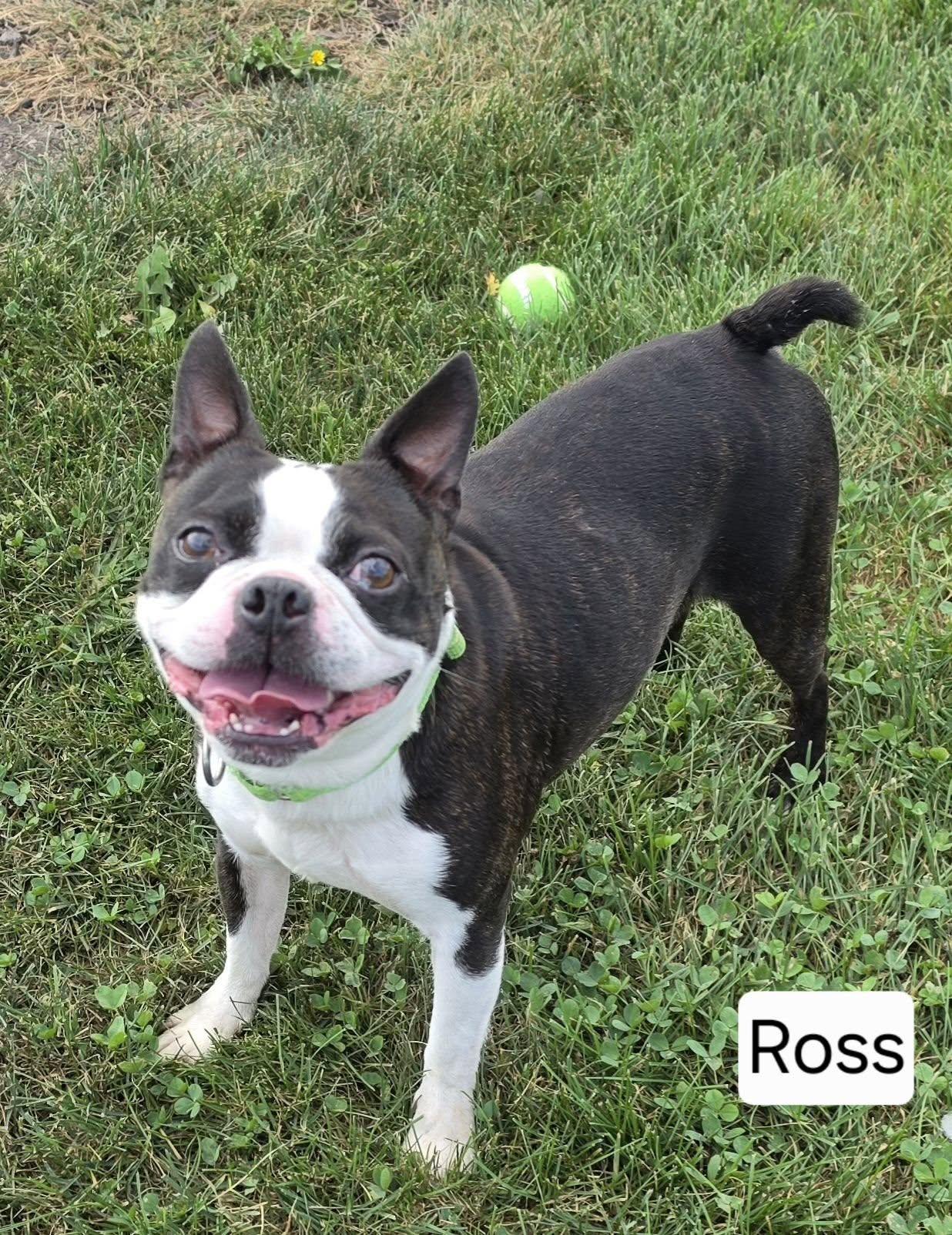 Enlarge Ross (and friends too), a Adopted Boston Terrier in Mclean, IL image 1/1